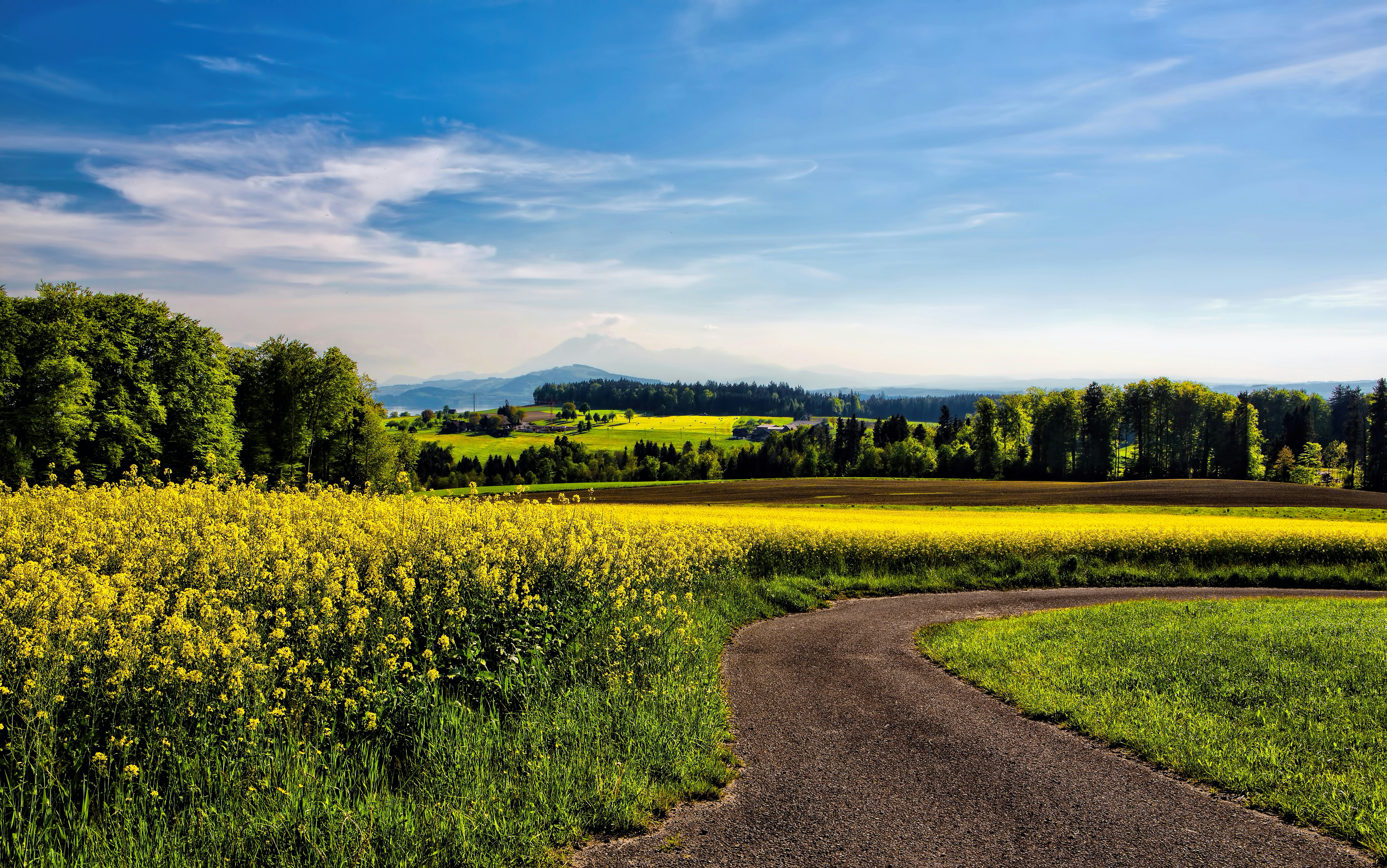 An illustrative photo of a road beside field of yellow petaled flowers