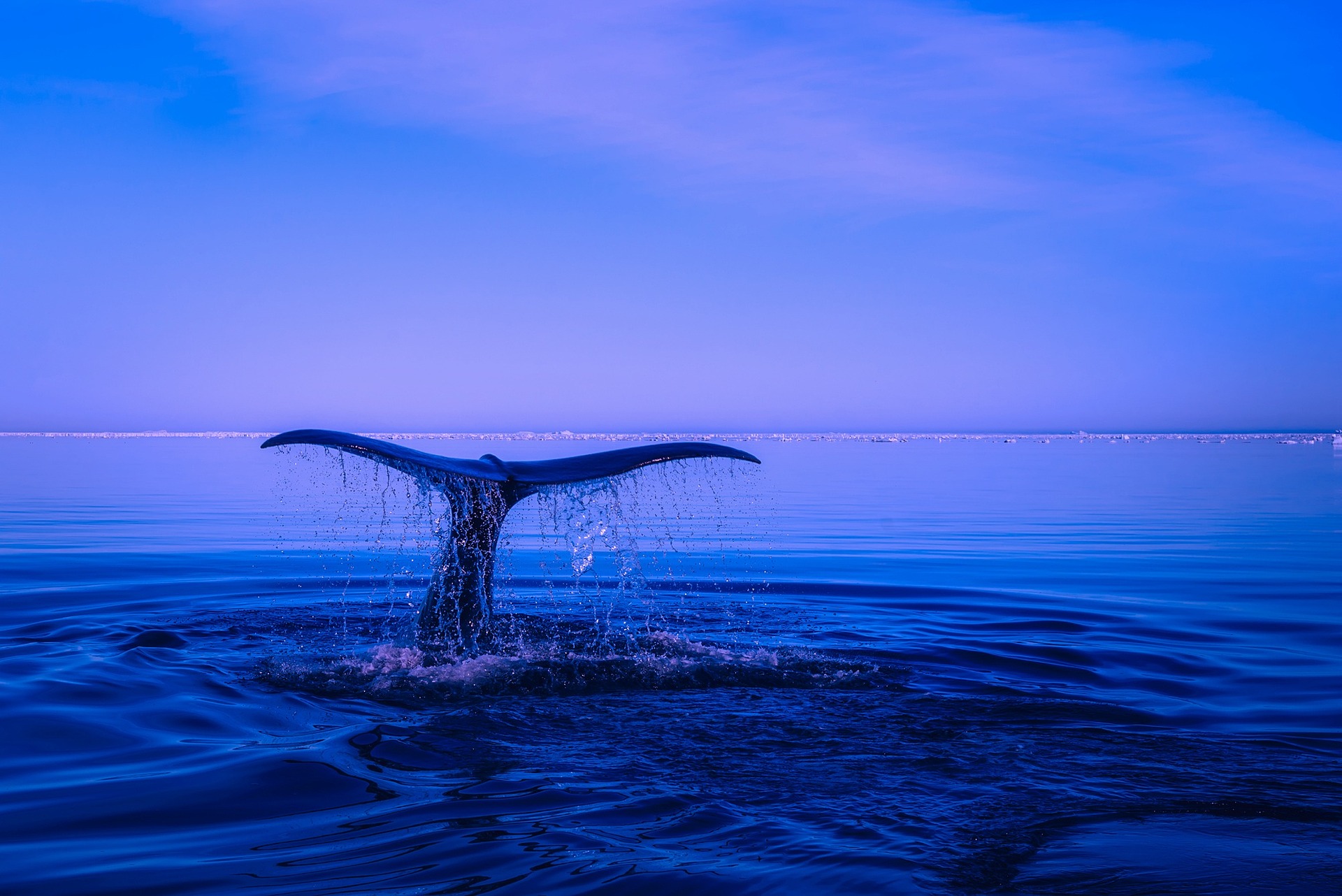 An illustrative photo of a whale tail in the middle of ocean