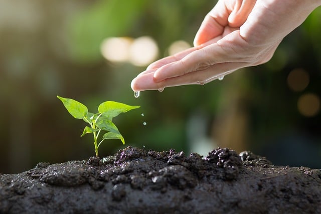 An illustrative photo of a young plant sprouting from the soil