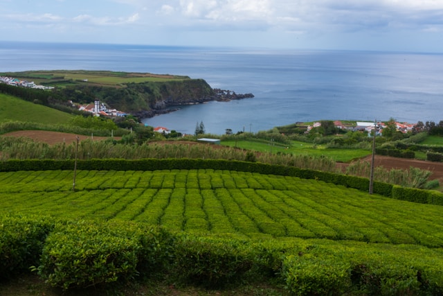 An illustrative photo of a lush green field.