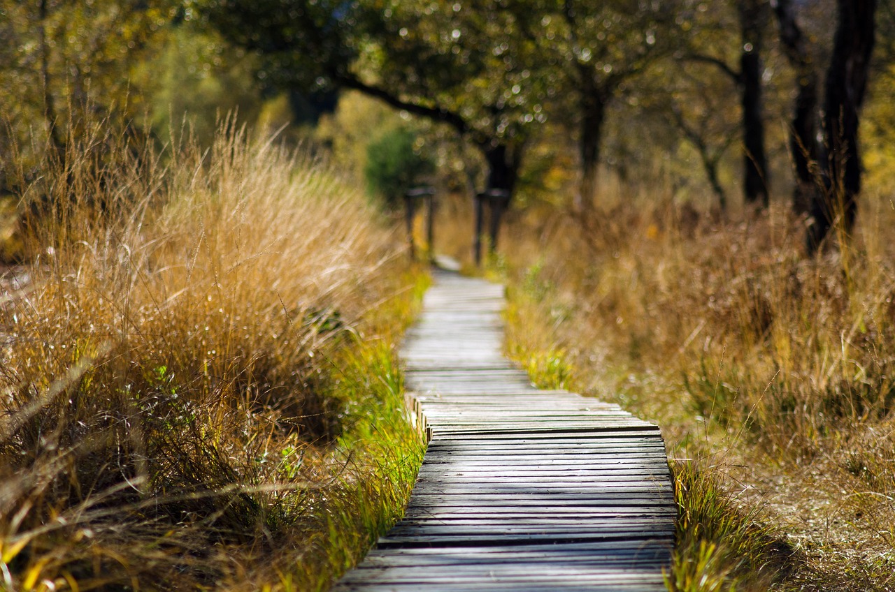 An illustrative photo of a wooden boardwalk winding through tall, dry grasses with trees in the background