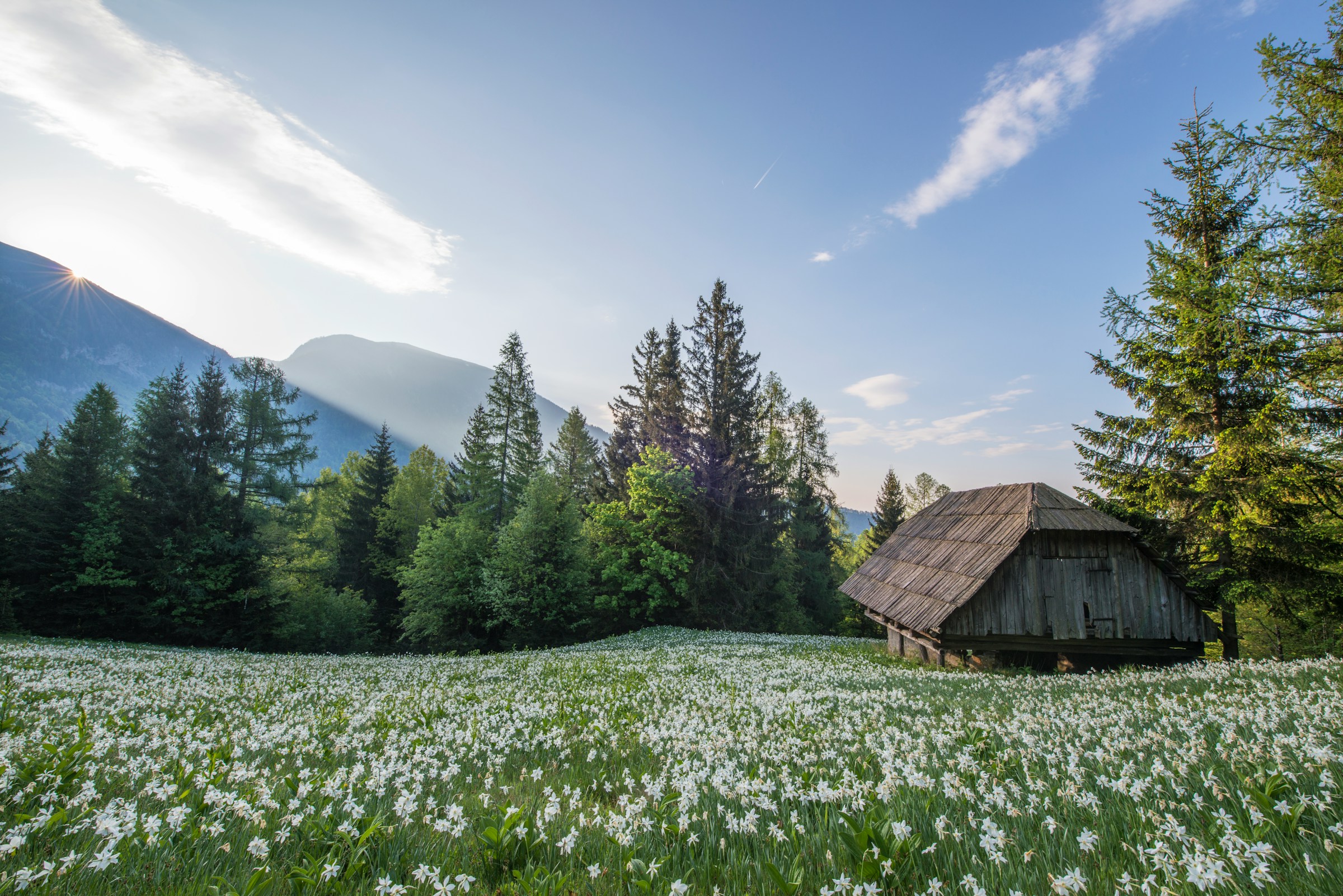 An illustrative photo of a brown hut surrounded by flowers.