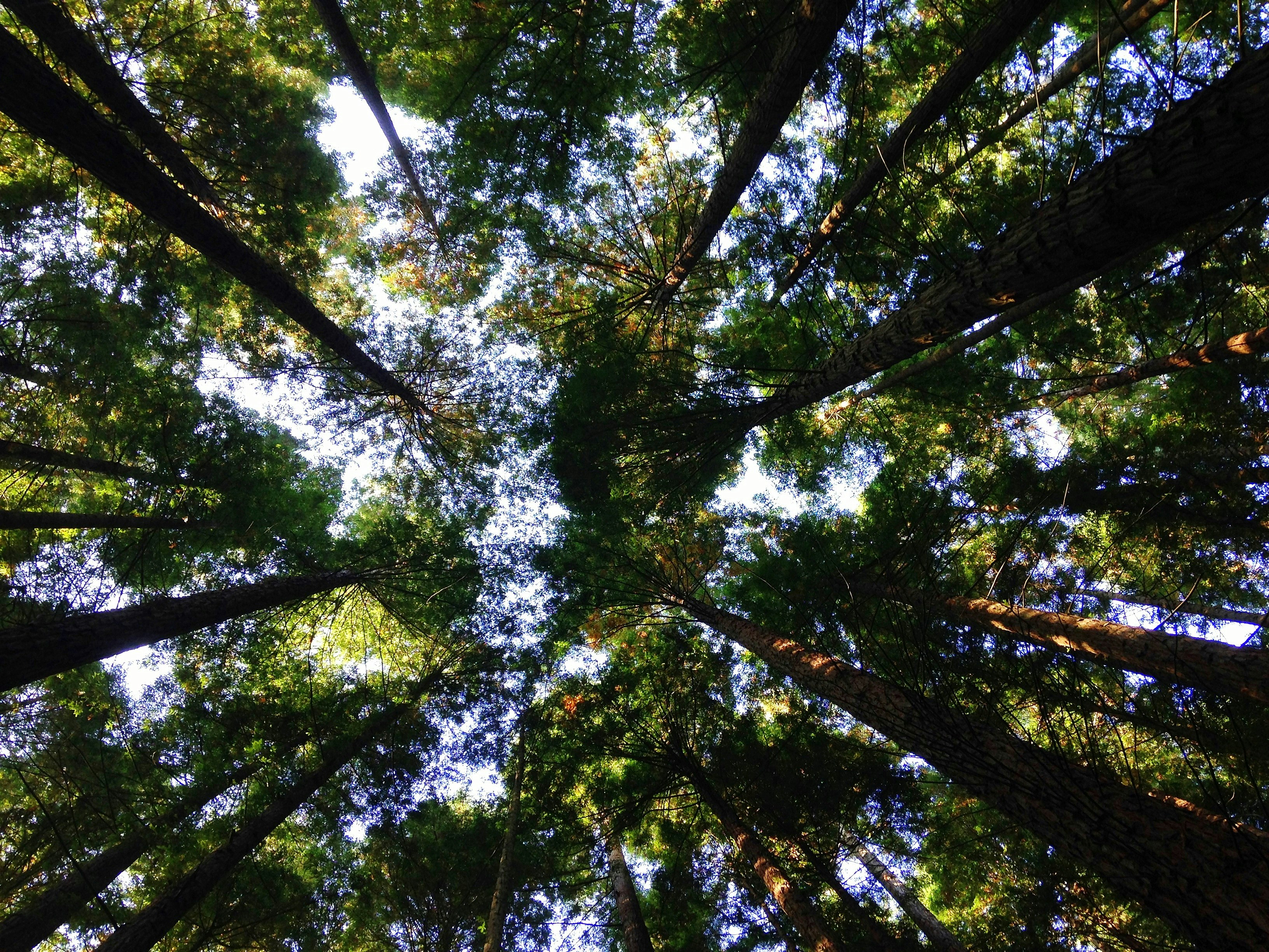 An illustrative photo of treetops seen from the ground