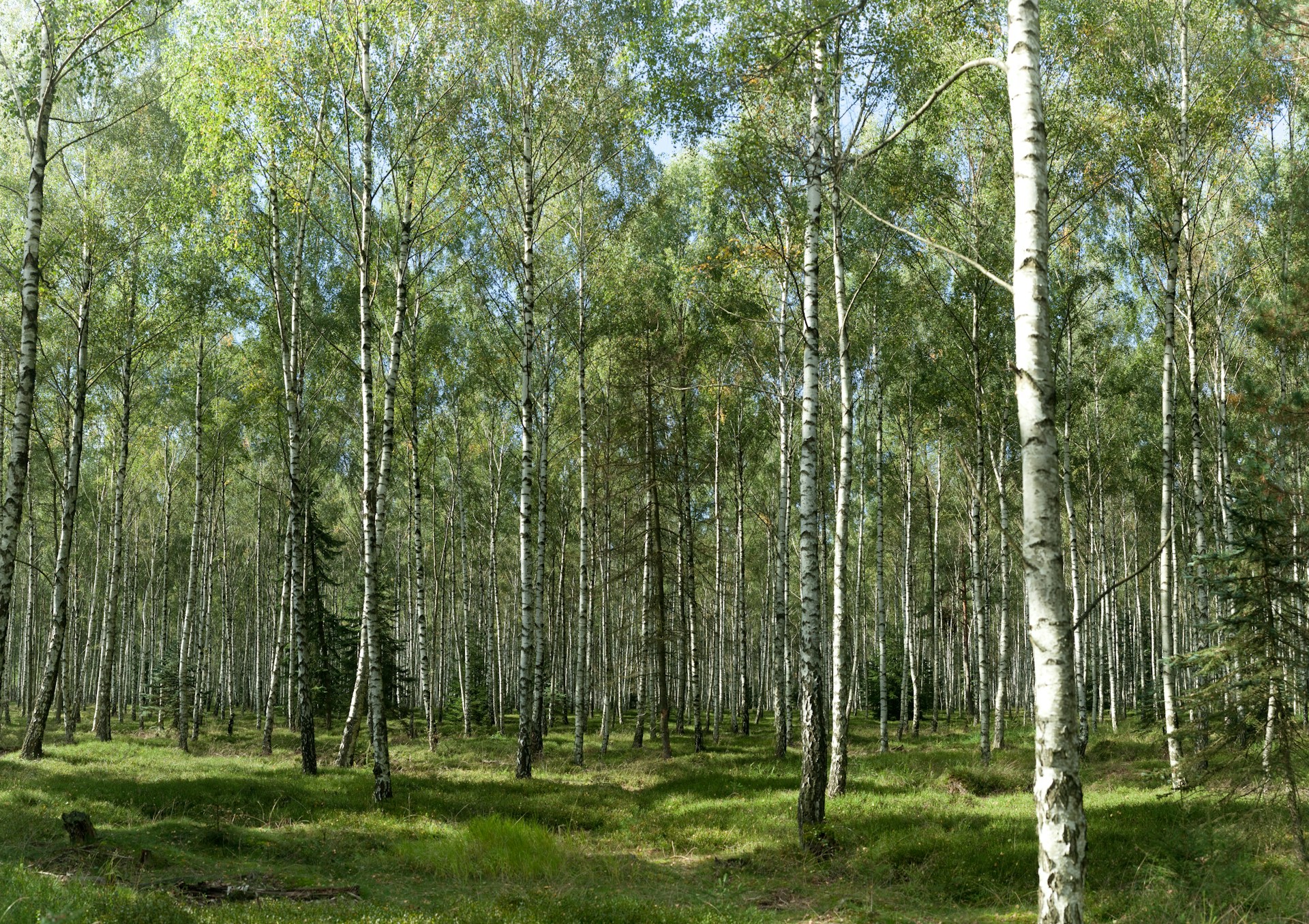 An illustrative photo of a green forest