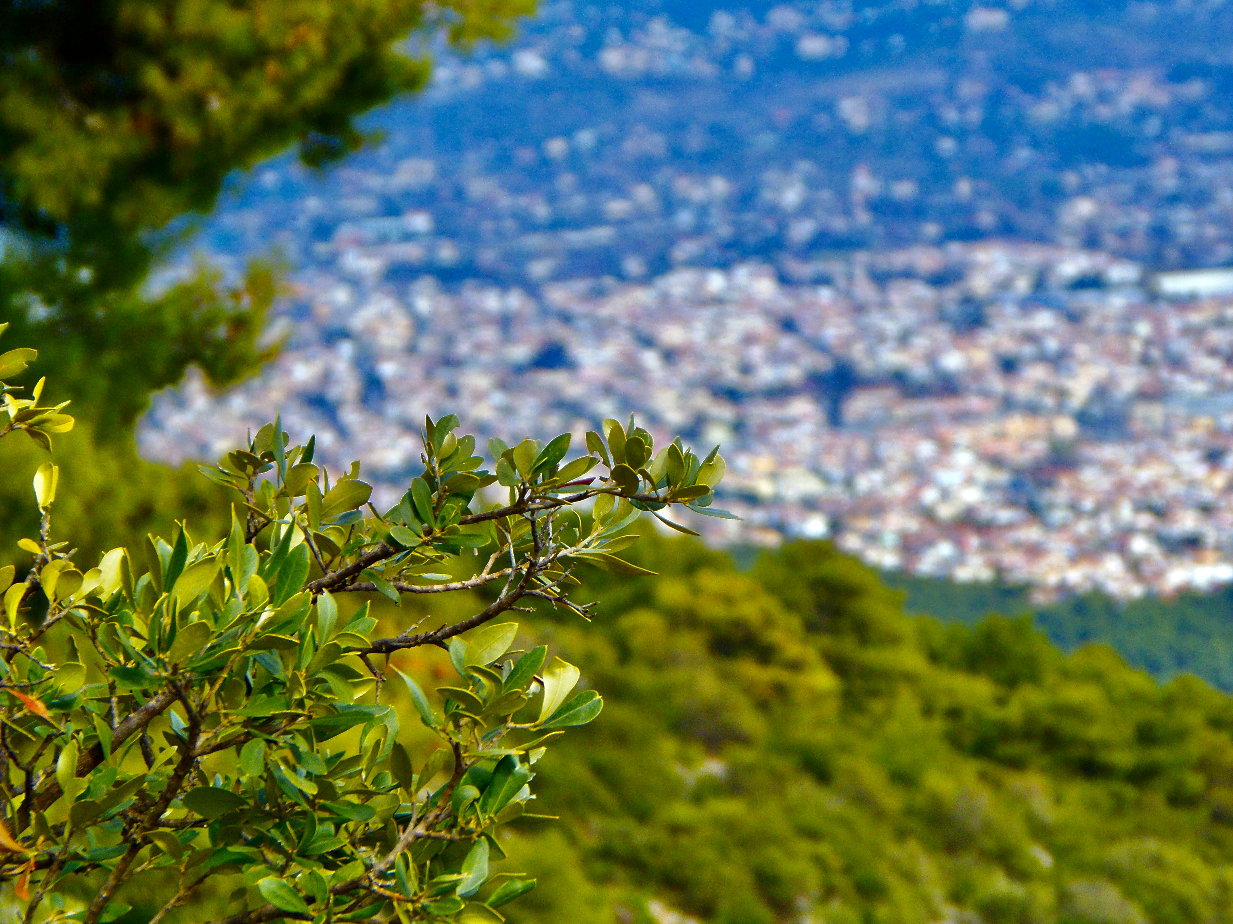 An illustrative photo of an olive branch framing the city of Athens