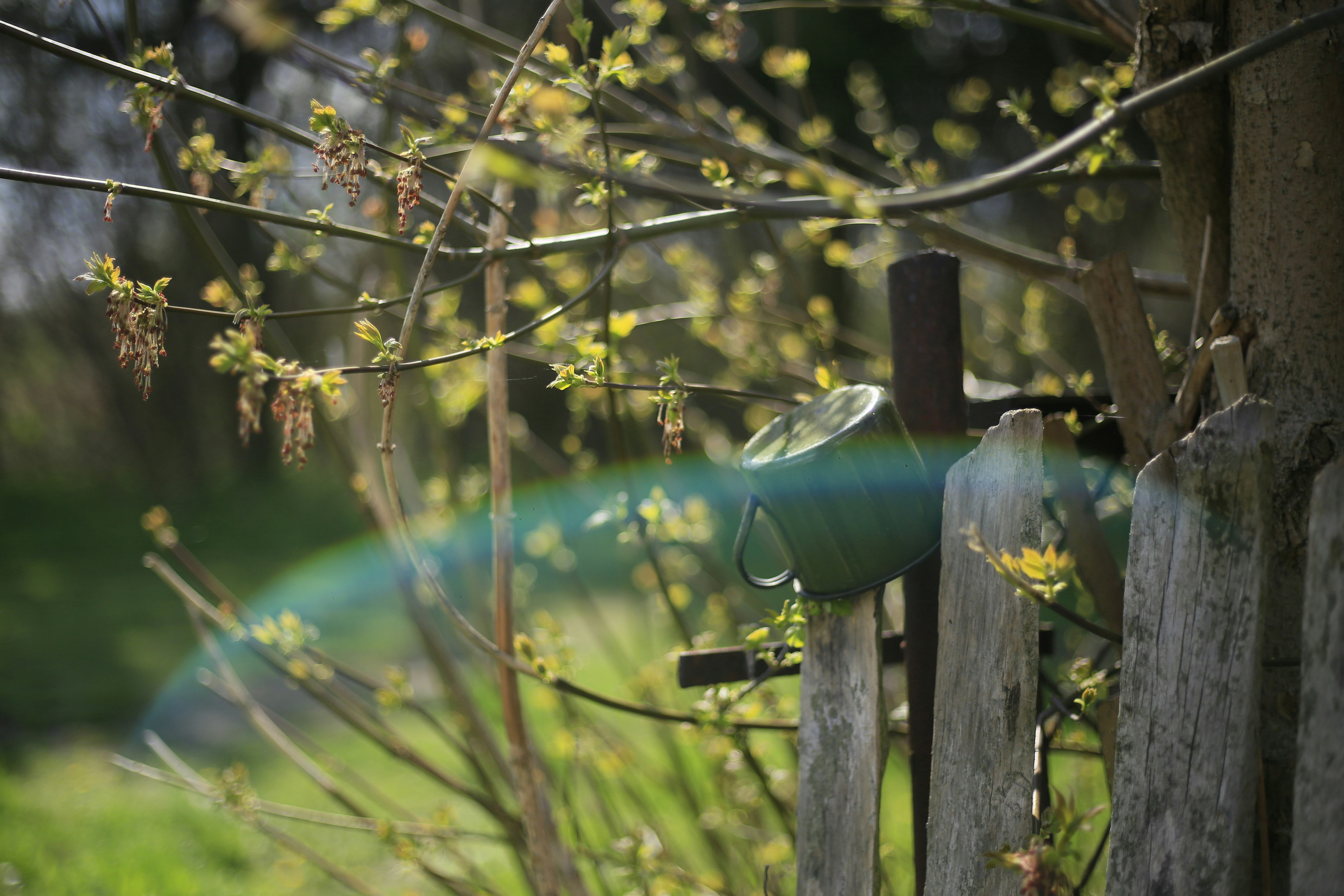 An illustrative photo of a green watering can sitting on a wooden fence