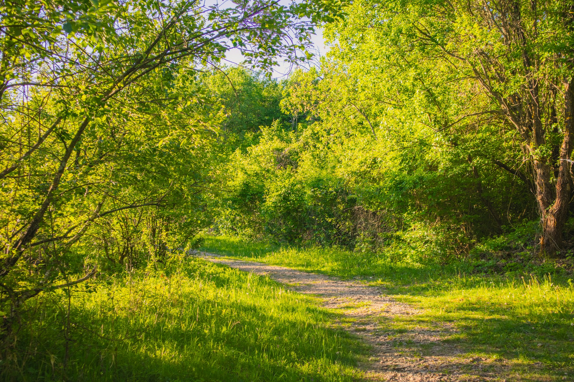 An illustrative photo of a dirt road surrounded by trees and grass