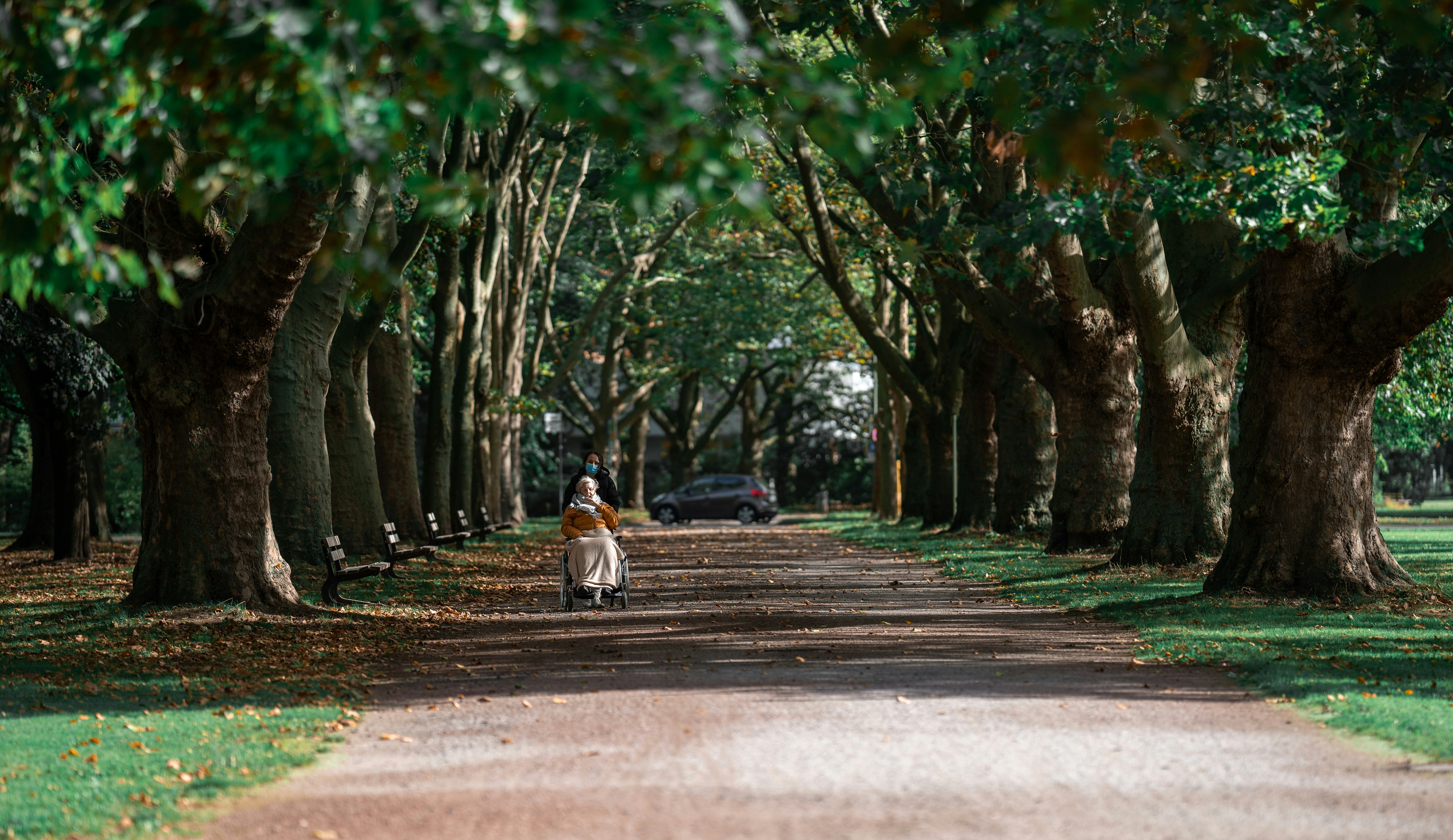 An illustrative photo of brown and white cat on road during daytime