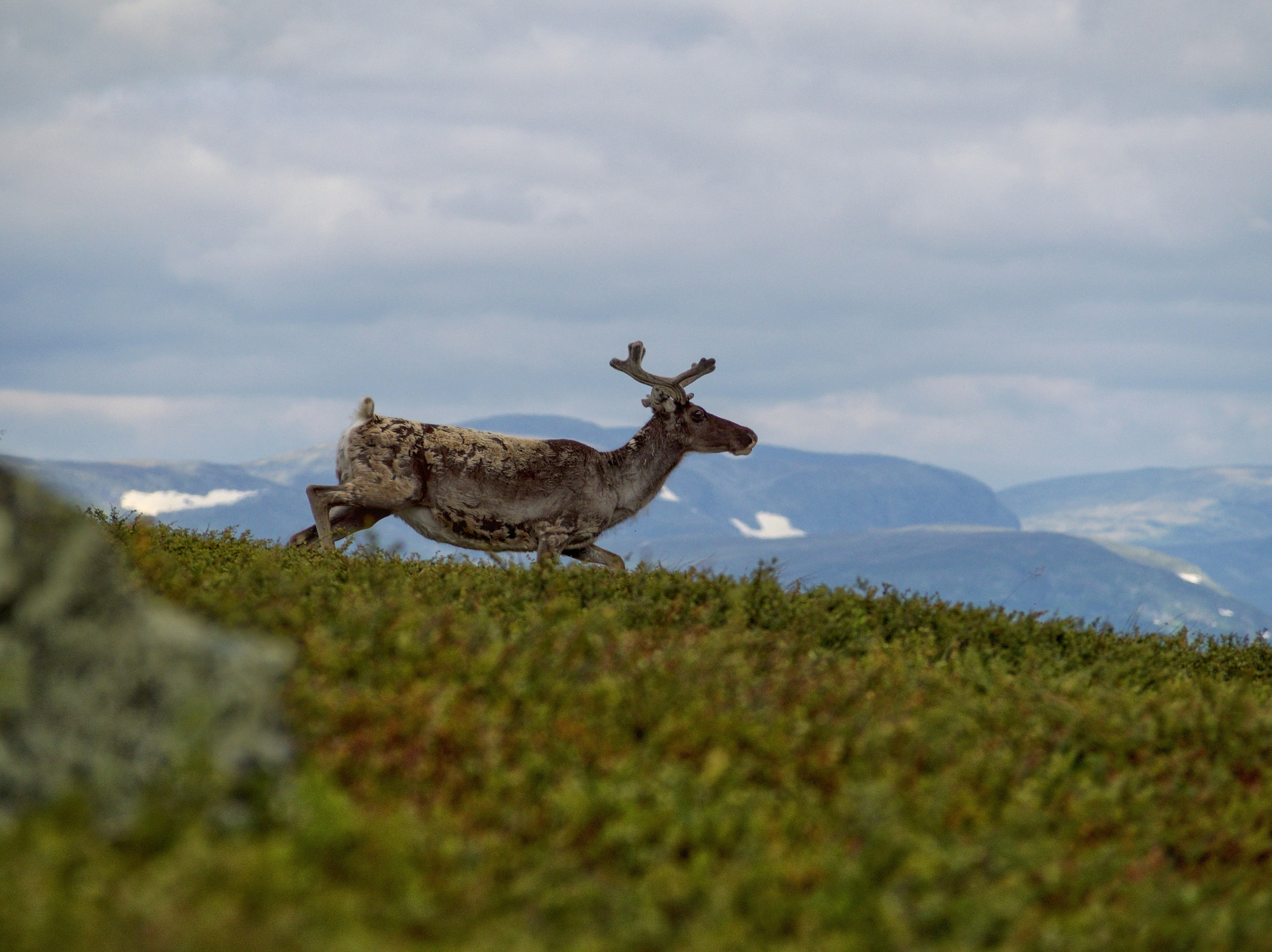 An illustrative photo of a deer running on a hill