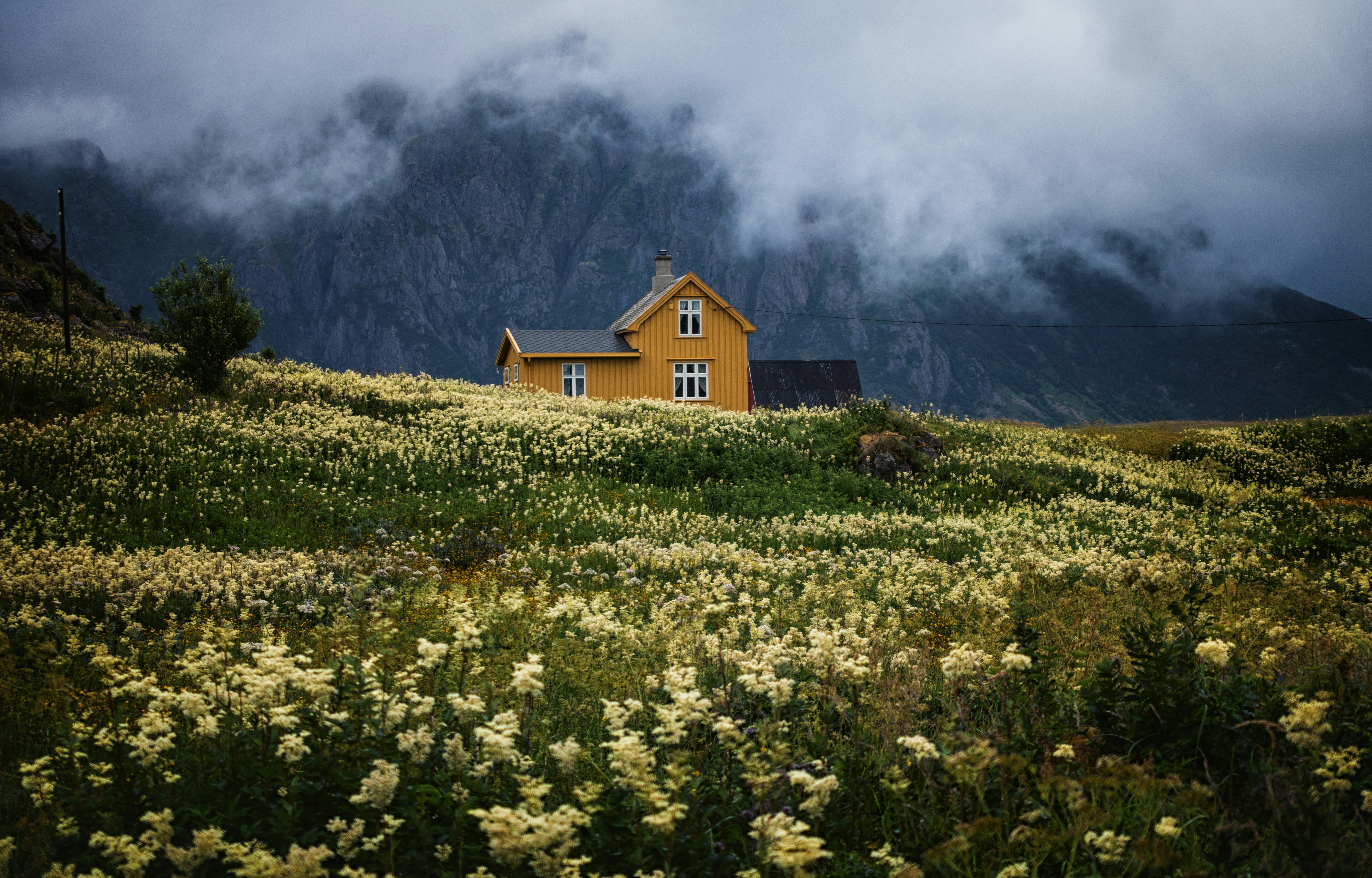 An illustrative photo of a house on a hill covered with yellow flowers