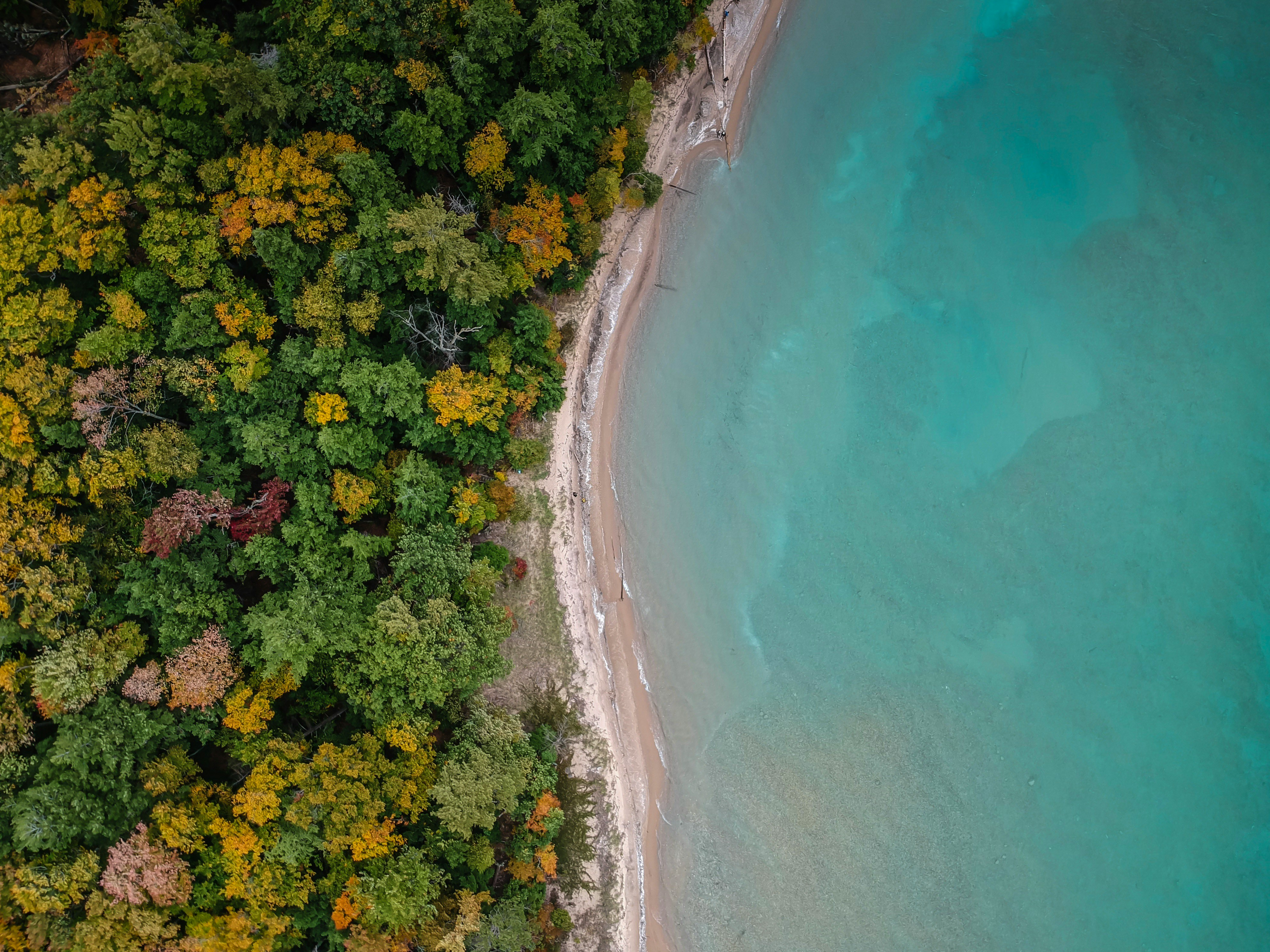 An illustrative photo of trees on a beach near a body of water