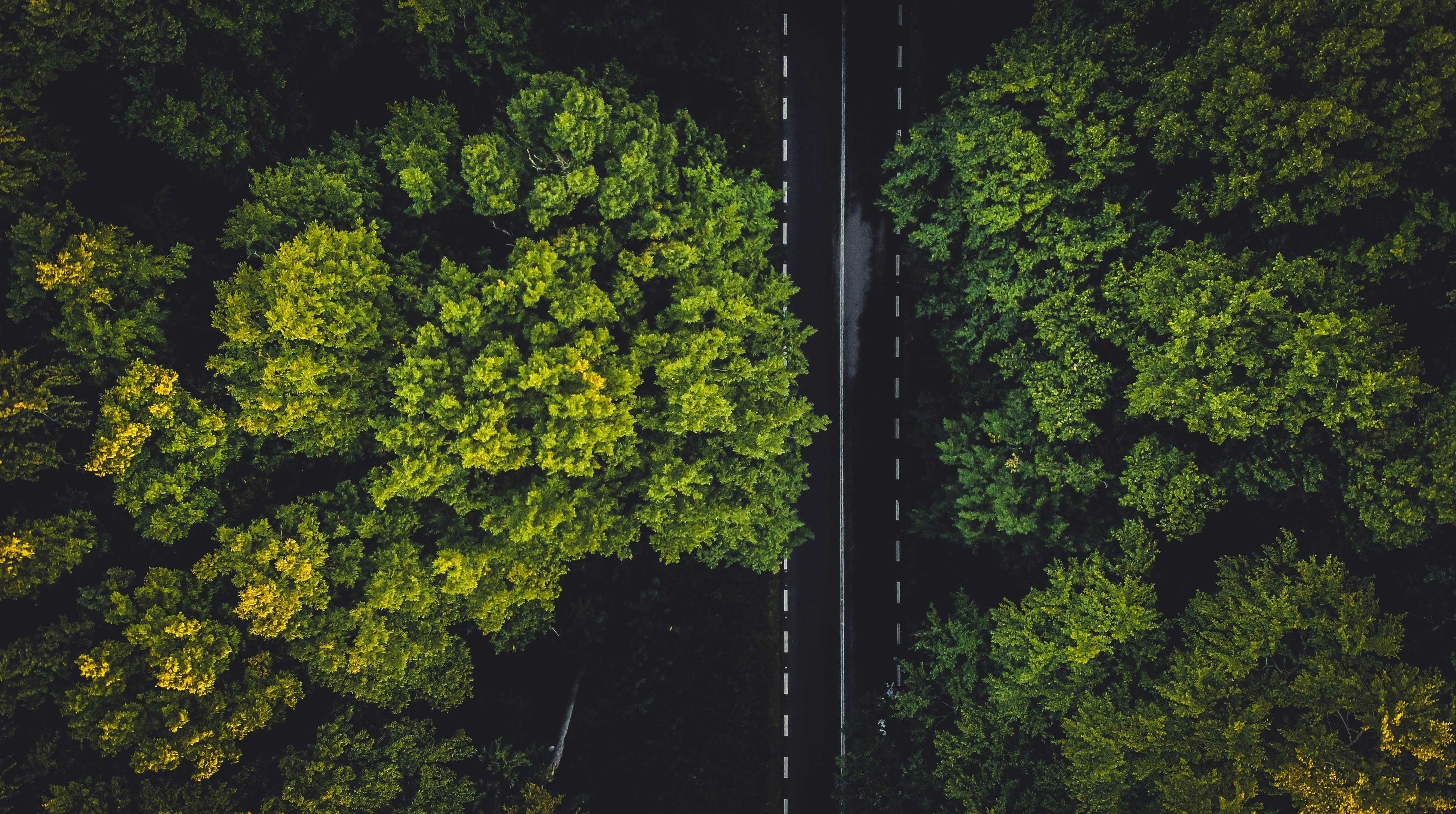 Photo by Unsplash An illustrative photo of a road between green trees