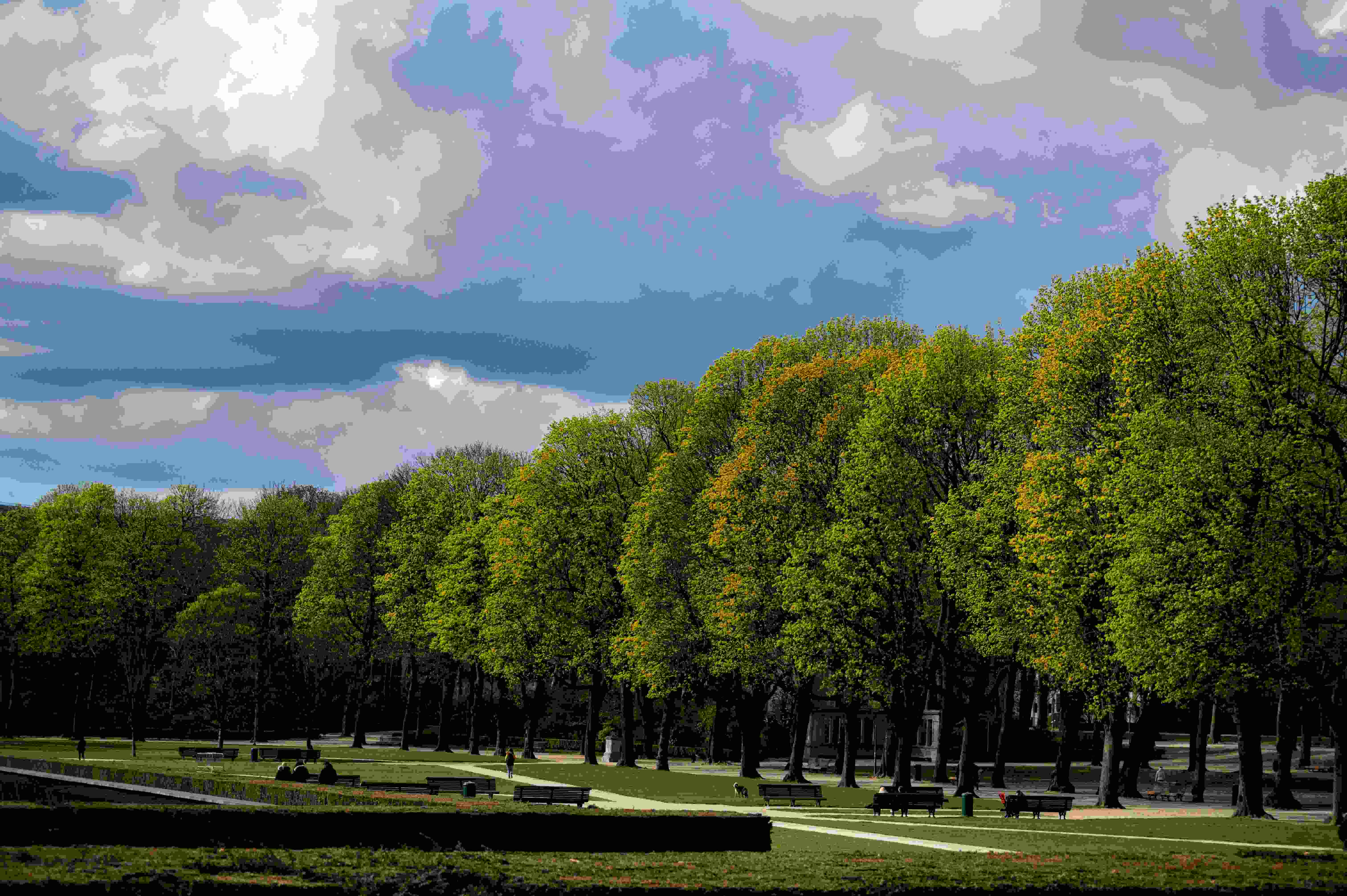 Image by Unsplash An illustrative photo of a row of trees in a park on a cloudy day.