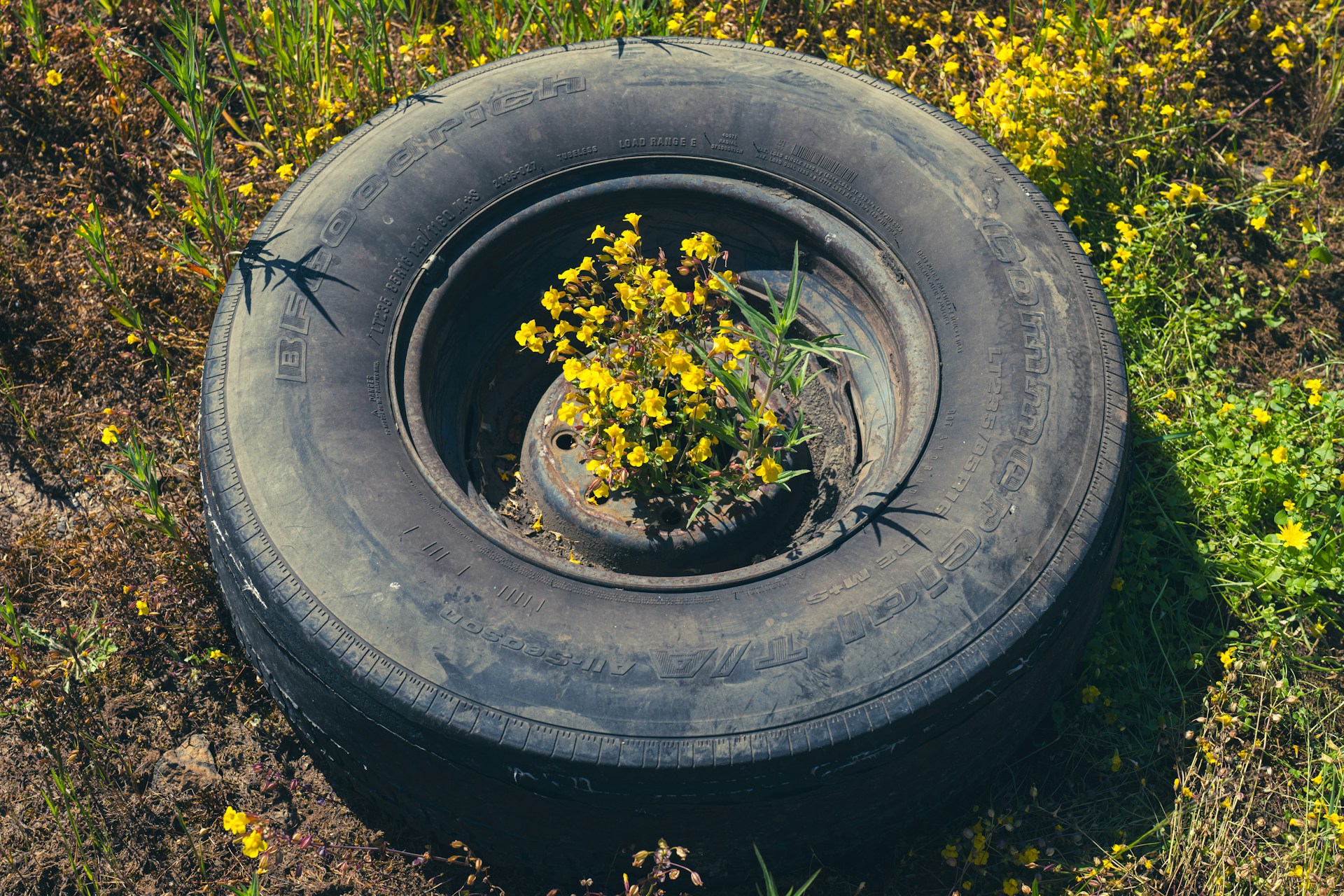 A tire with a plant growing out of it photo – Free Car Image on Unsplash A tire with a plant growing out of it photo – Free Car Image on Unsplash