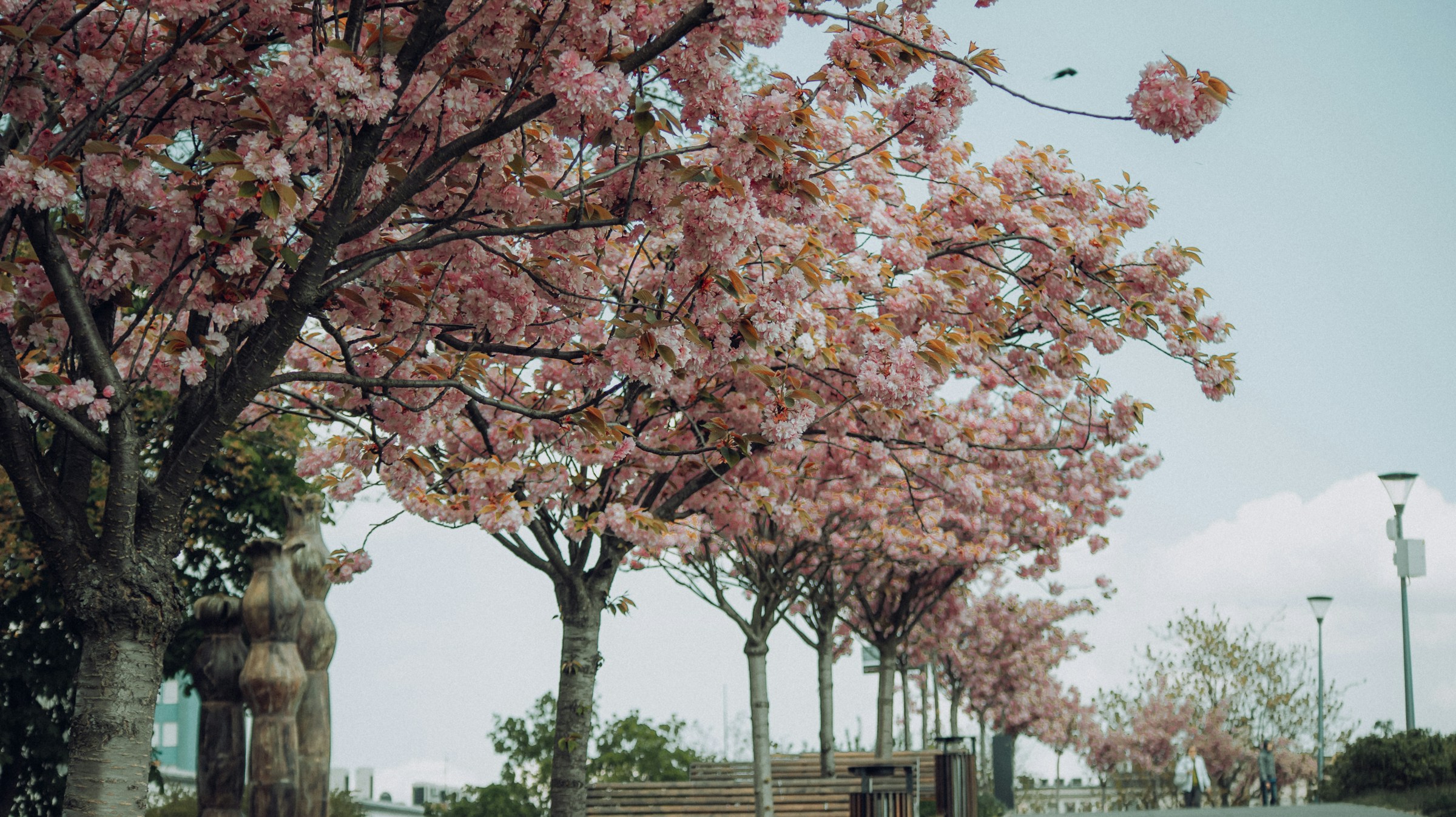 Photo by Unsplash An illustrative photo of a group of trees with pink blossoms.