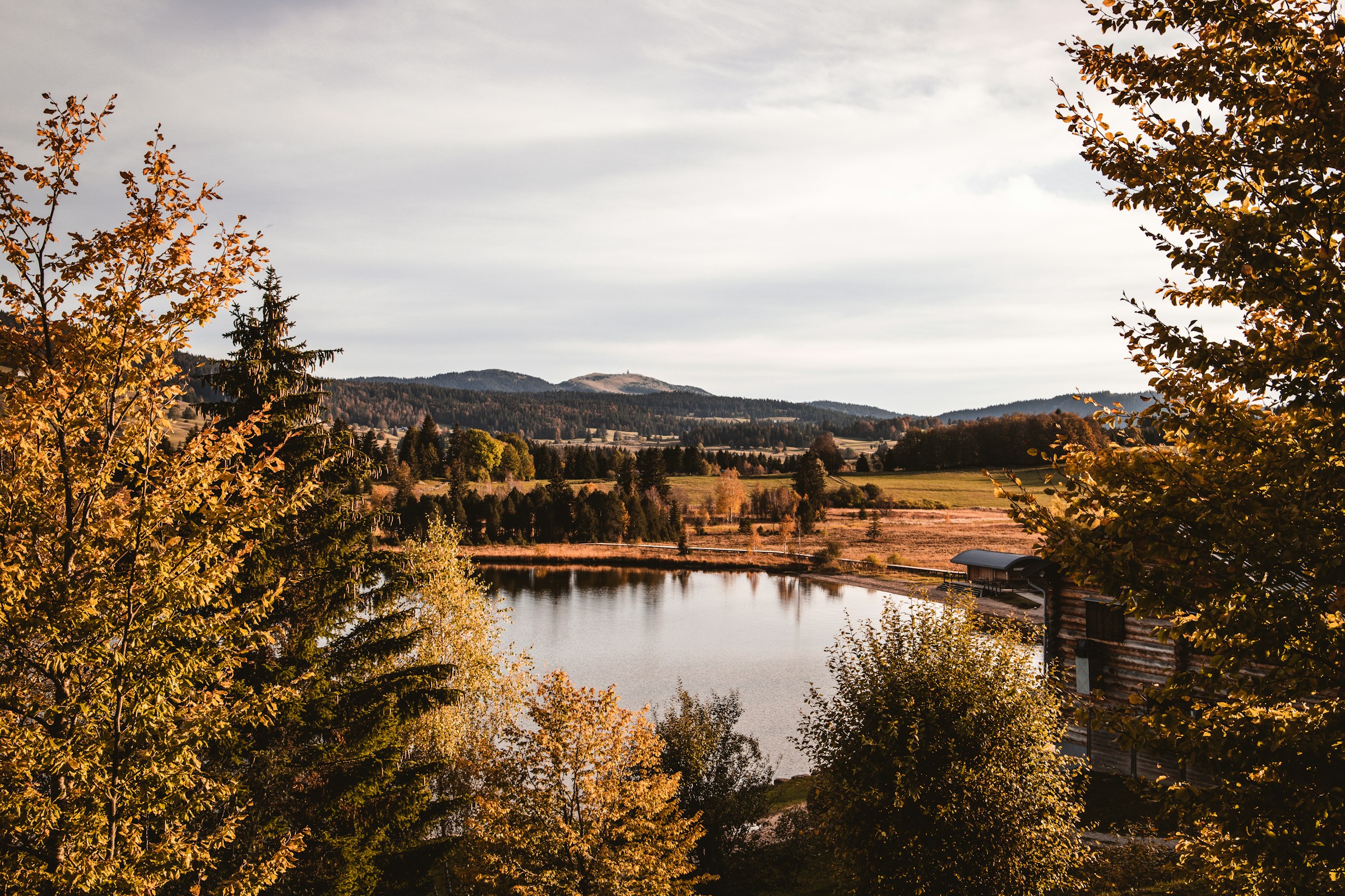 An illustrative photo of green trees near lake under cloudy sky during daytime