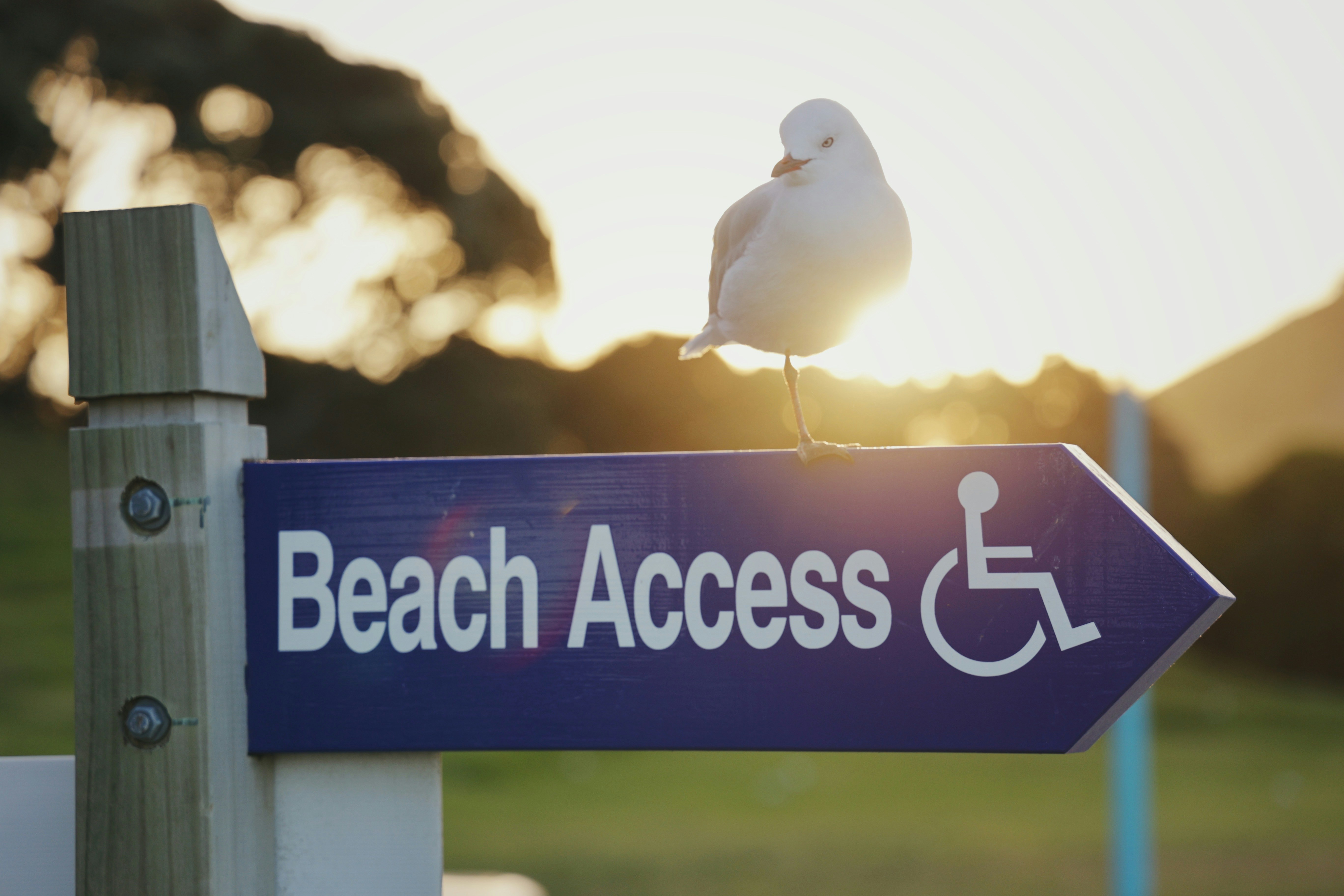 Photo by Unsplash An illustrative photo of a seagull sitting on a beach access sign.