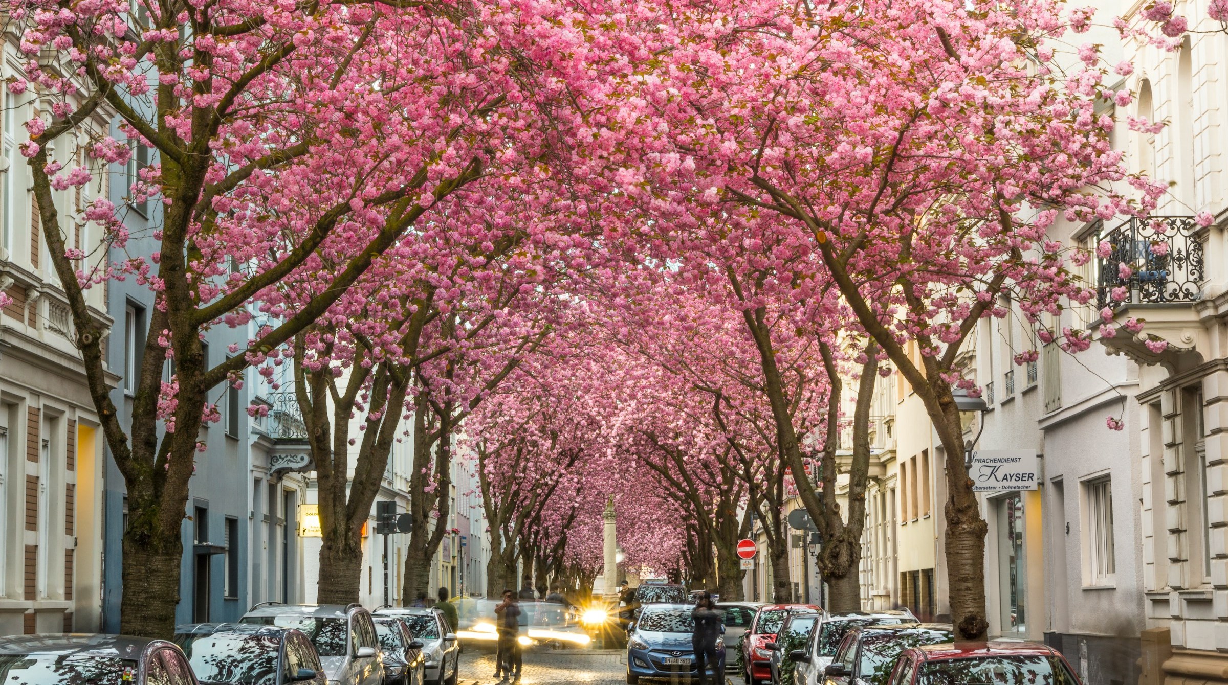 An illustrative photo of pink cherry blossom tree near cars.