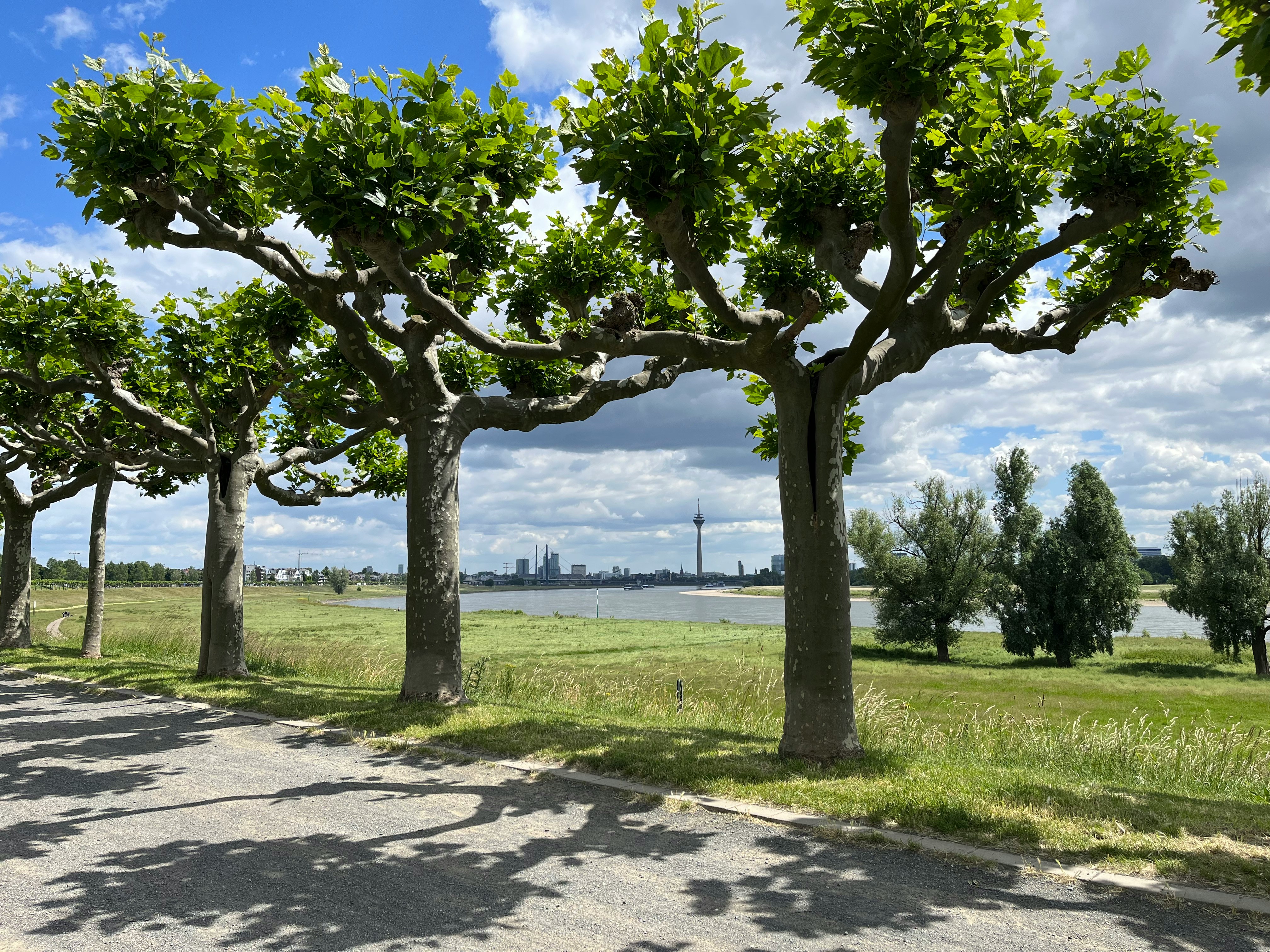 Photo by Unsplash An illustrative photo of green trees with a river in the background.