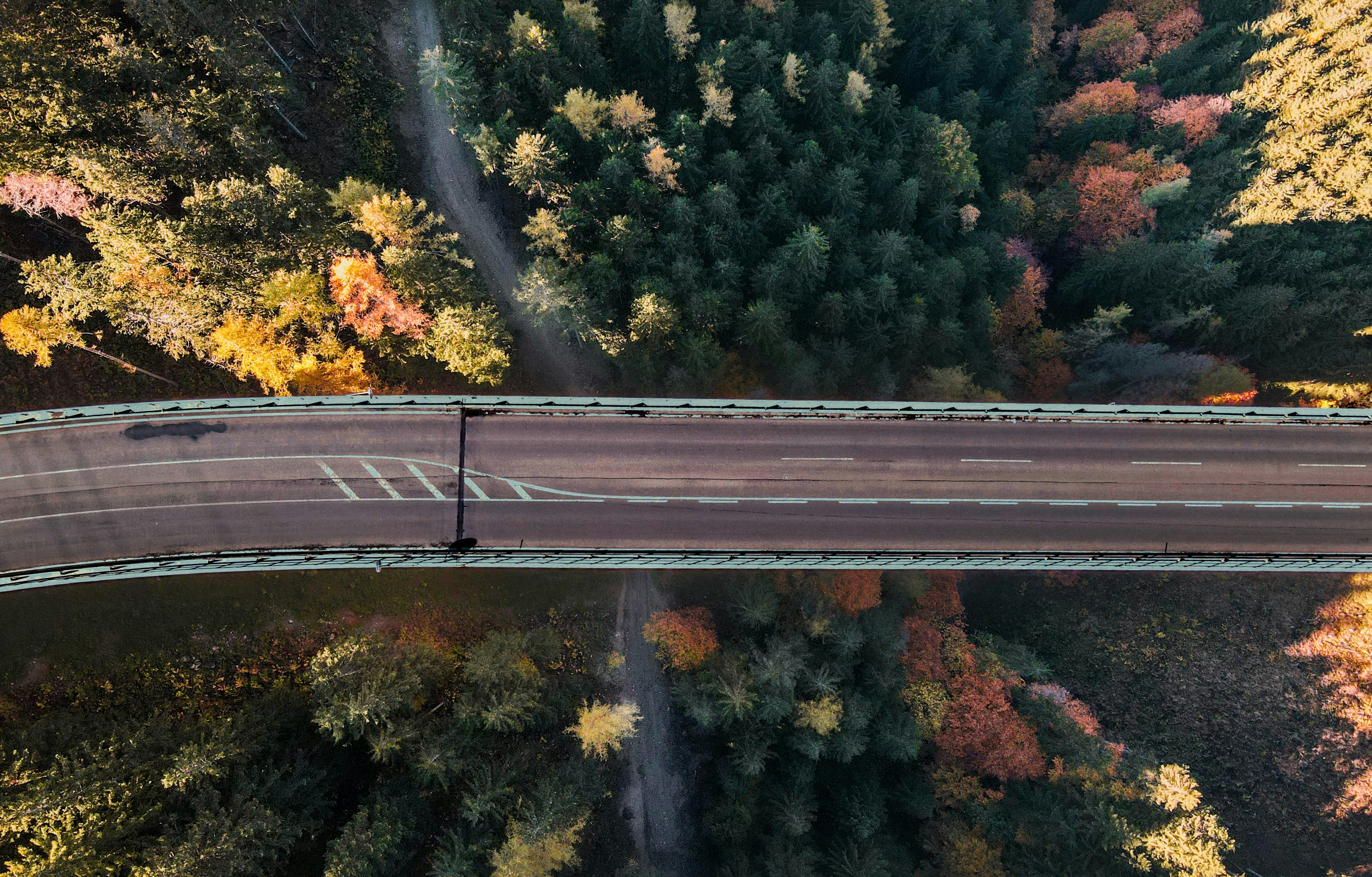 An illustrative photo of a road surrounded by trees.