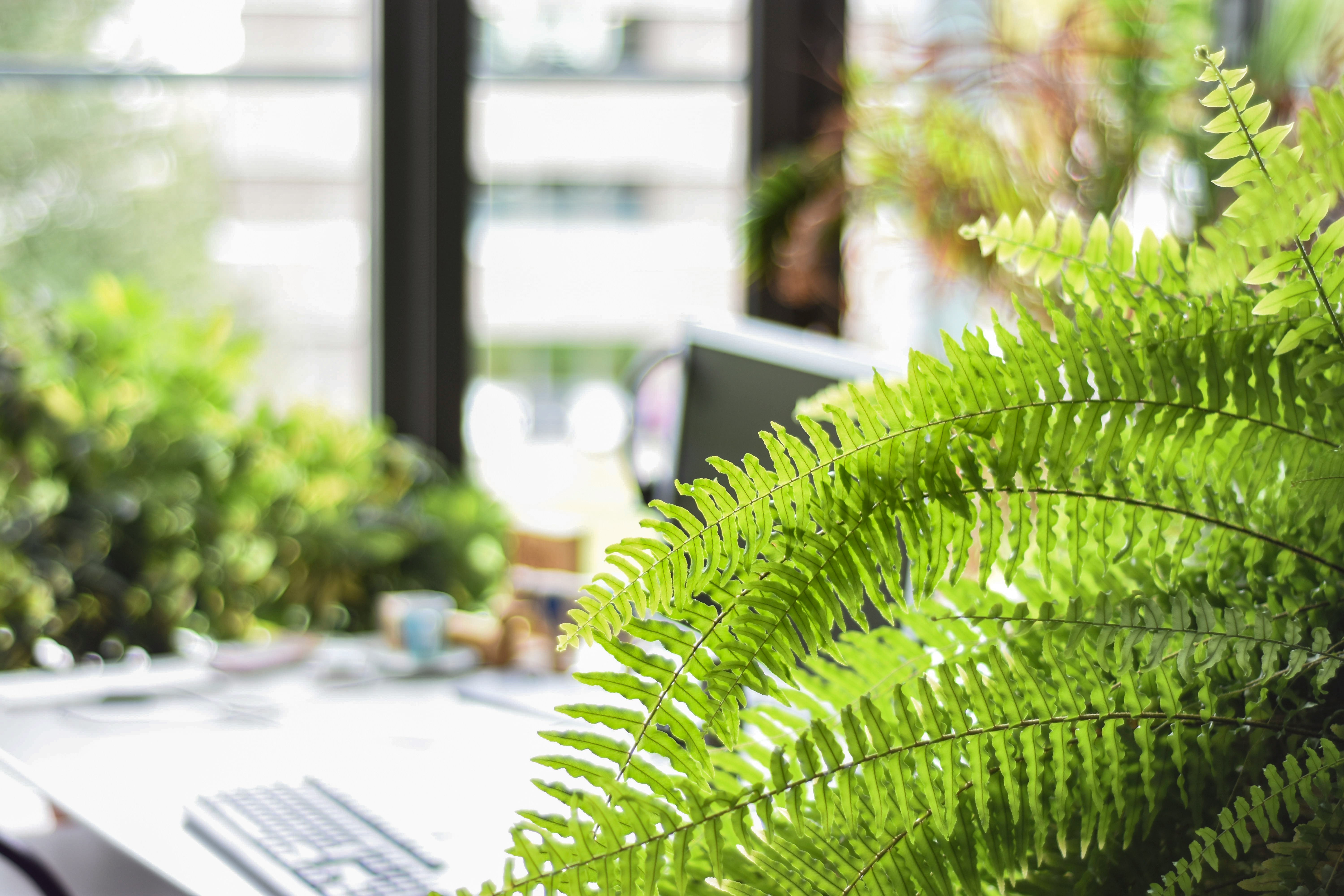 A plant in an office