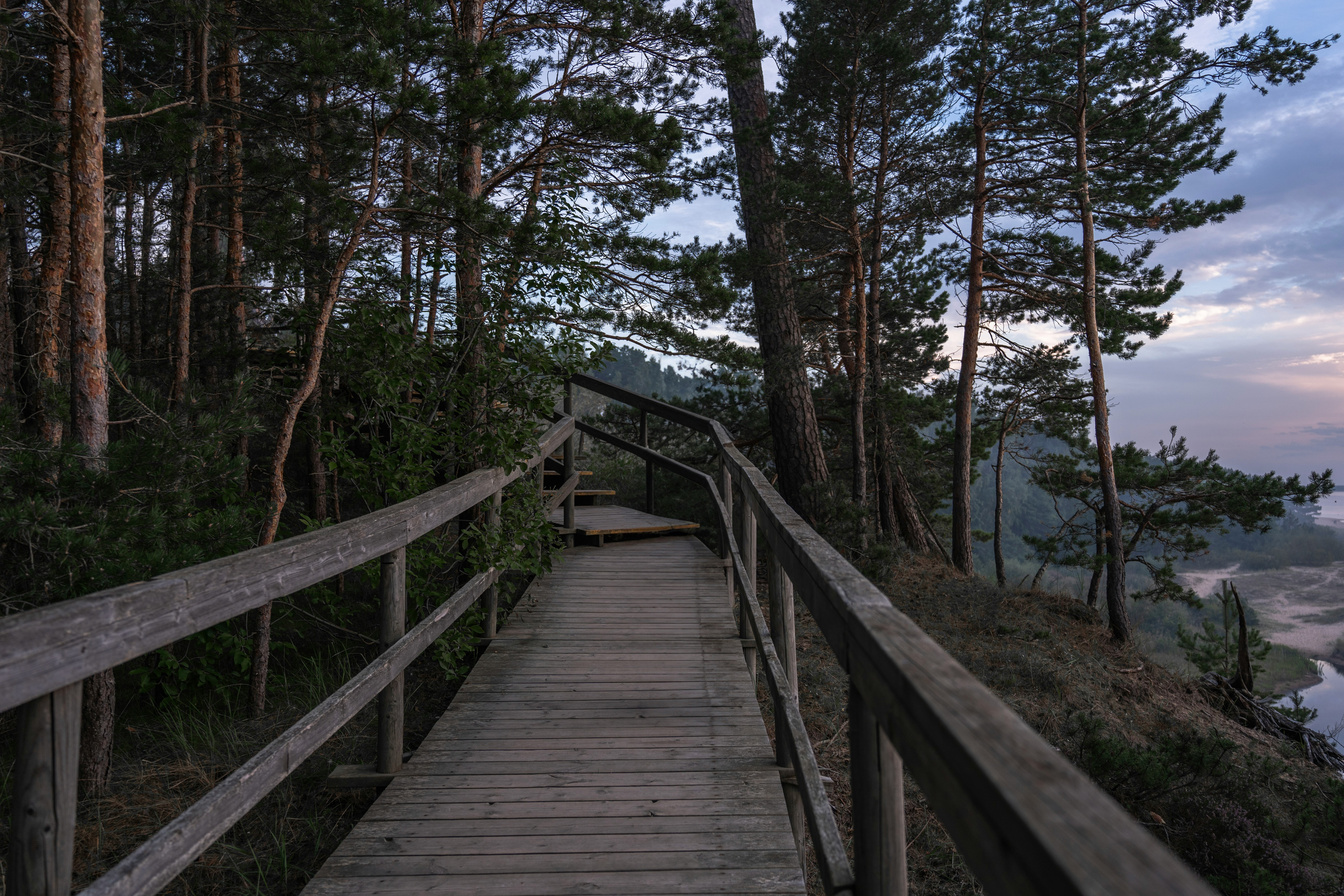 Wooden path in the forrest