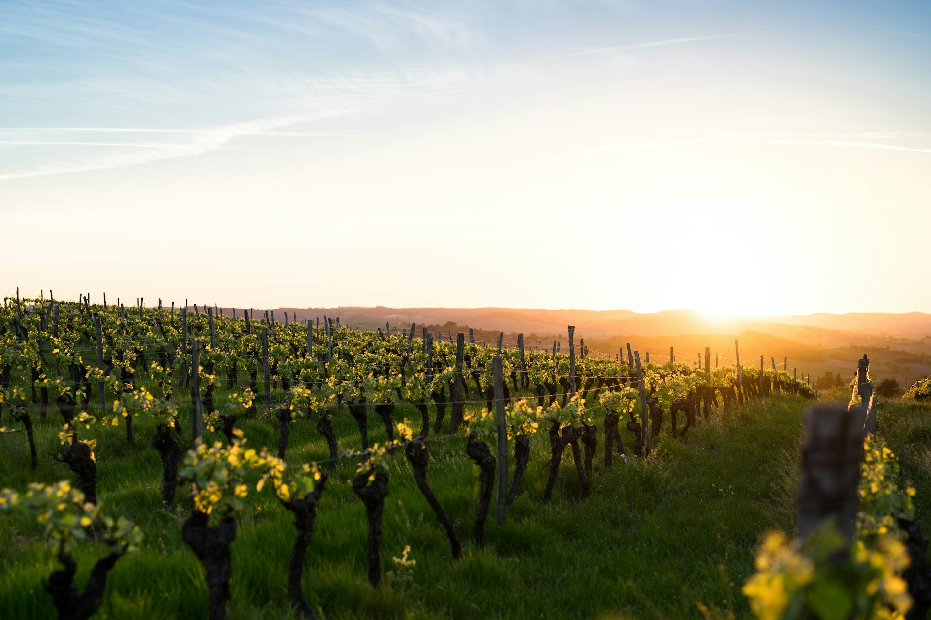 green-grass-field-during-golden-hour - wineyards in France