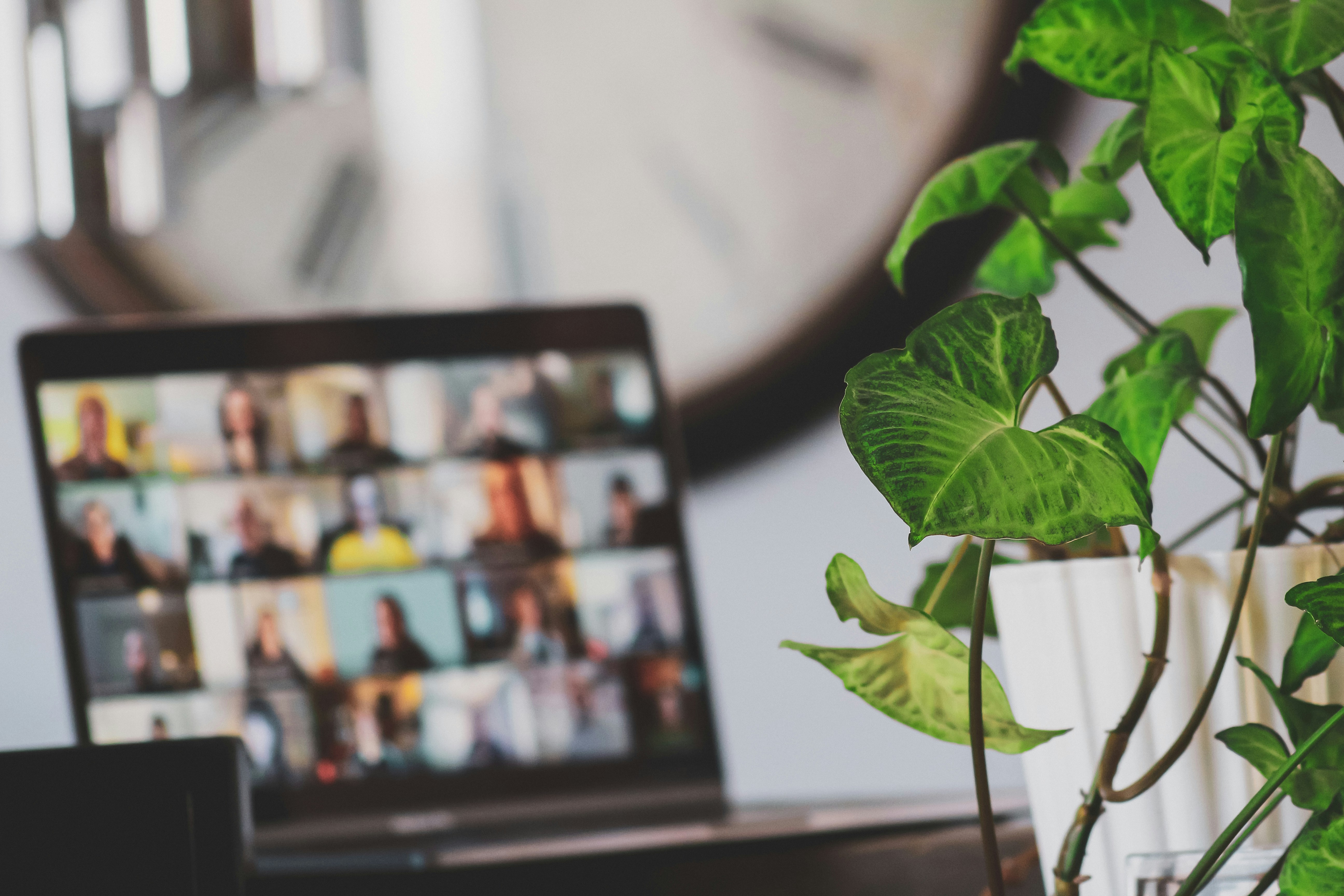 A green houseplant in the foreforeground, with a blurred laptop in the background displaying a grid of people on a video-conference call.