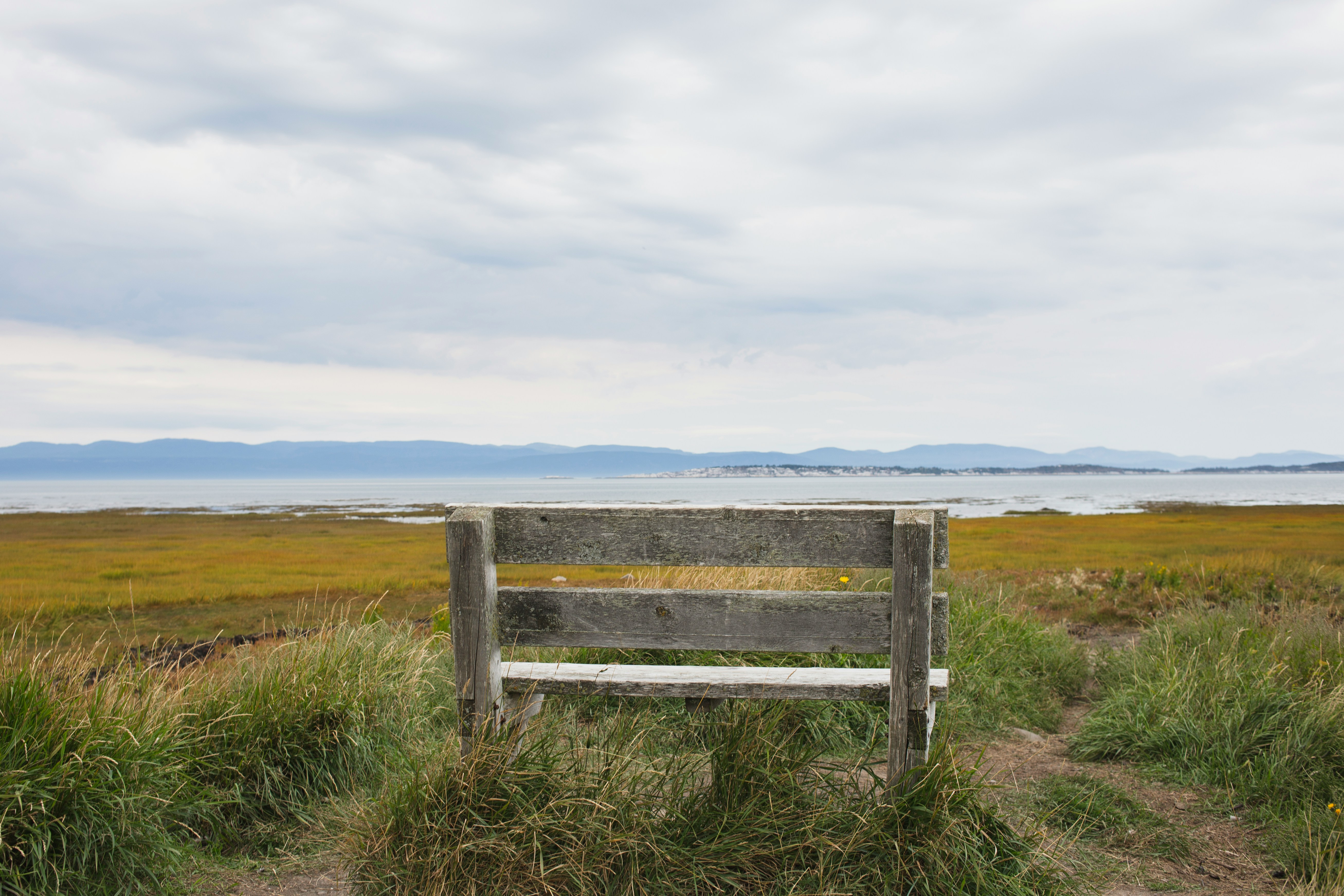 Wooden bench on green grass field