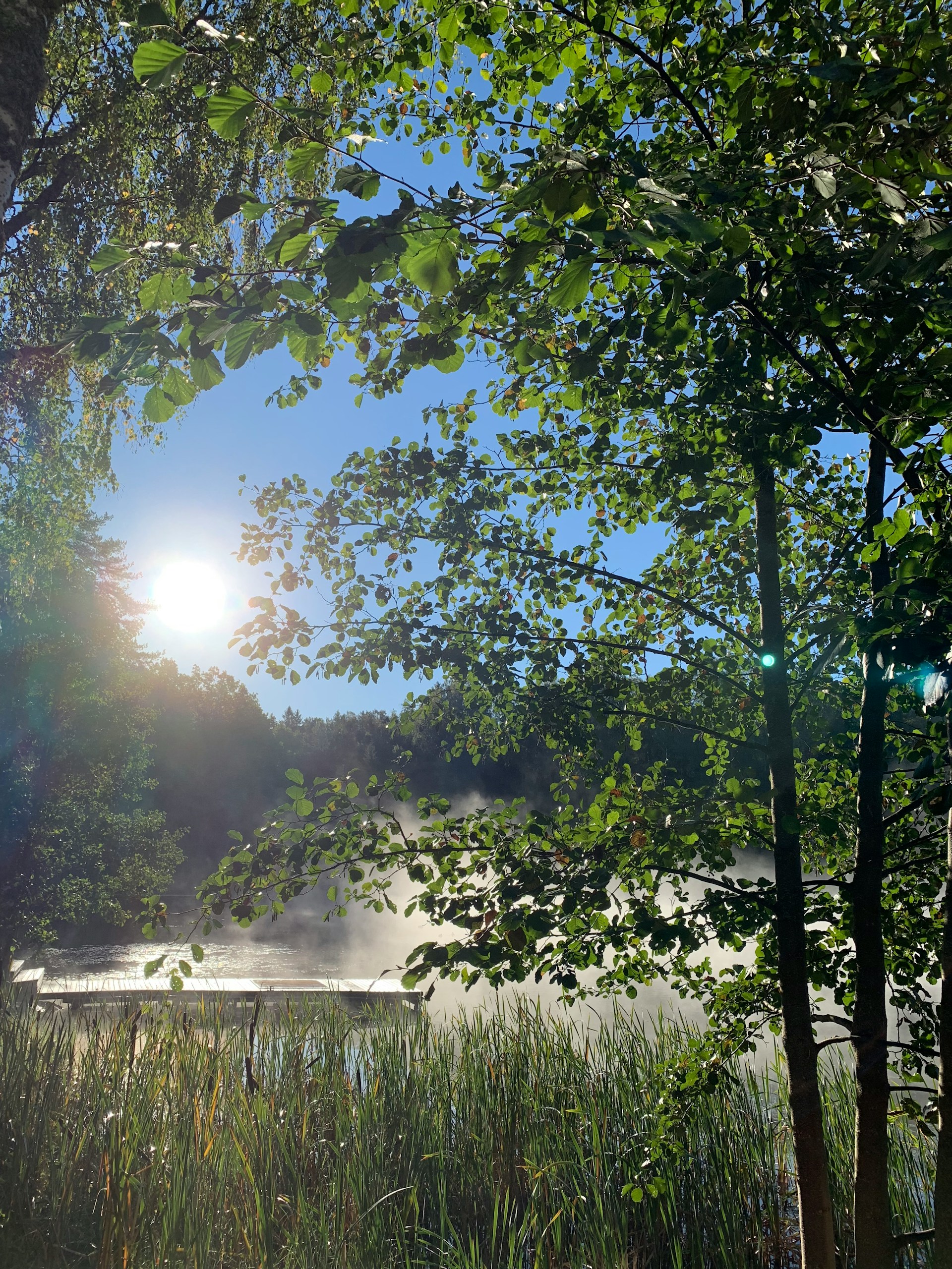 the-sun-shines-through-the-trees-over-the-water