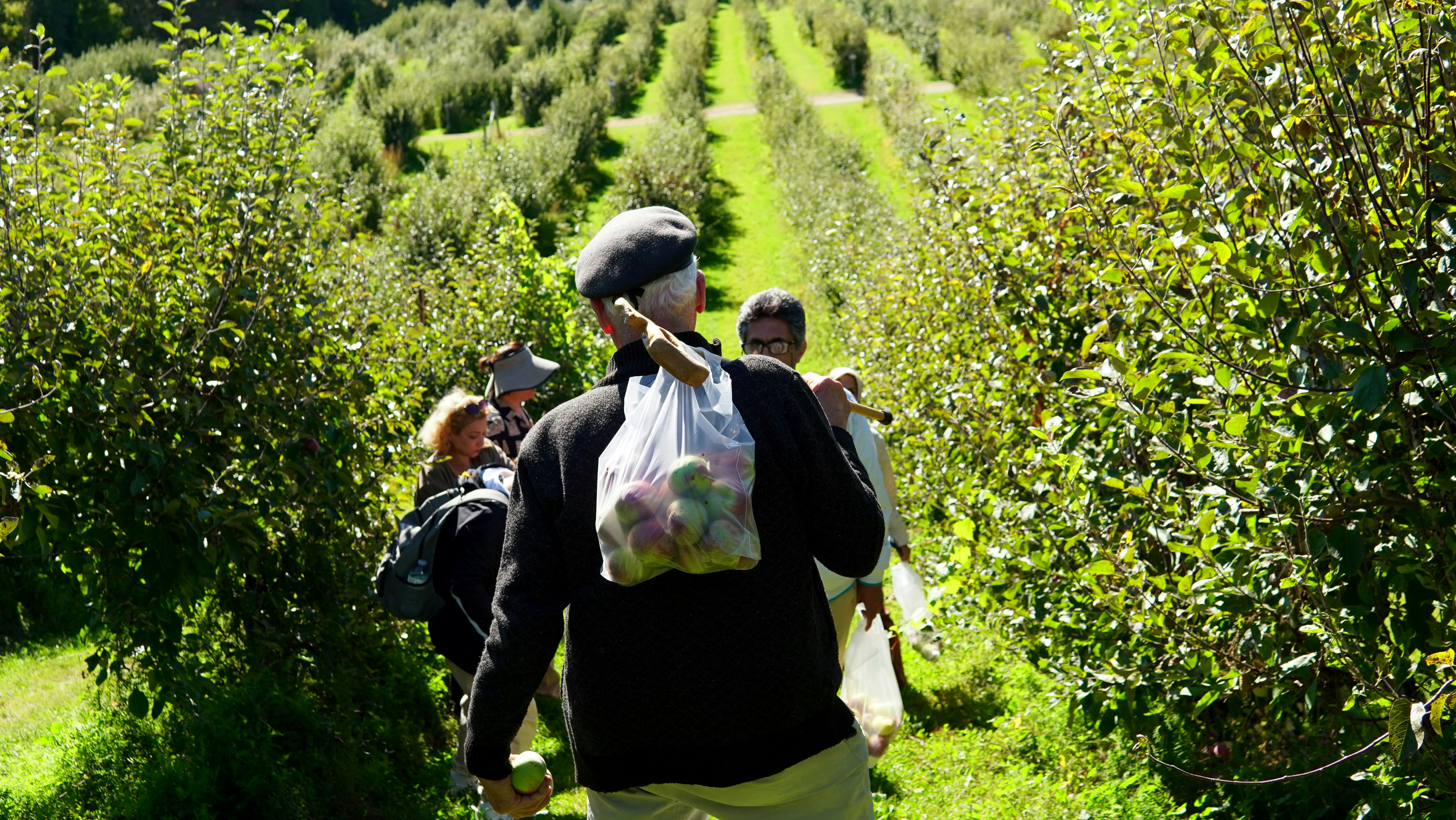 people-walking-through-an-apple-orchard-with-full-bags