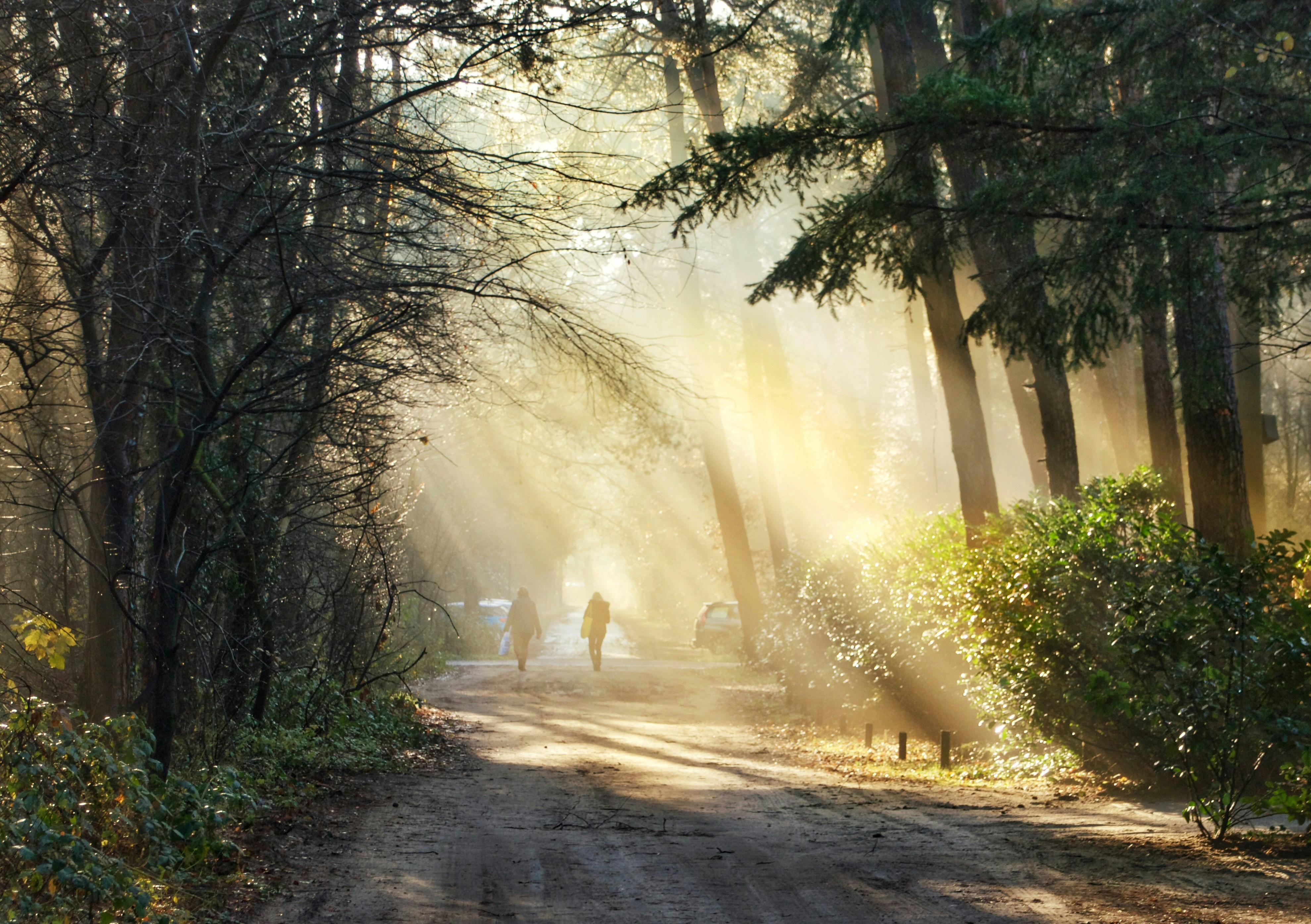 green-trees-on-gray-dirt-road-during-daytime