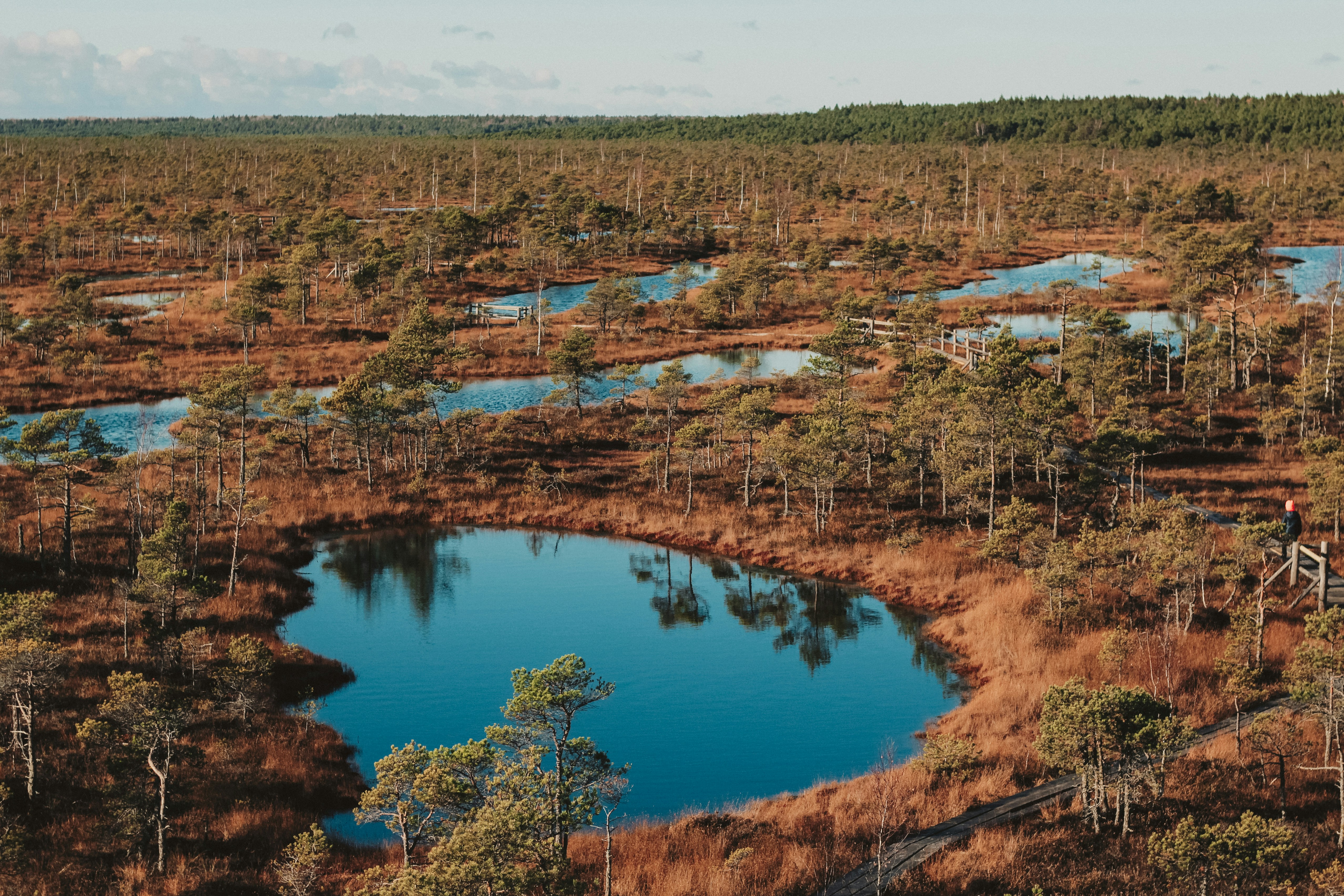 an-aerial-view-of-a-swampy-area-with-trees-and-water