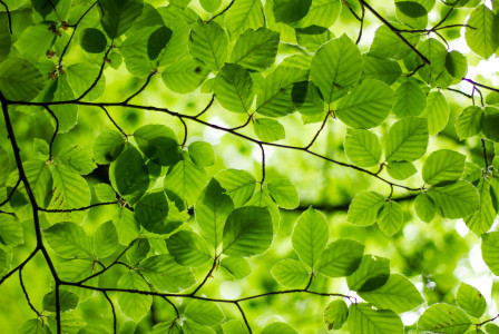 Leaves