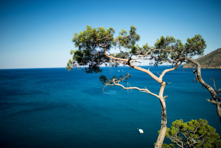 green-tree-near-blue-sea-during-daytime