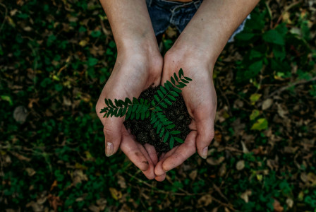 Hands holding a small green seedling growing from a mound of soil outdoors.