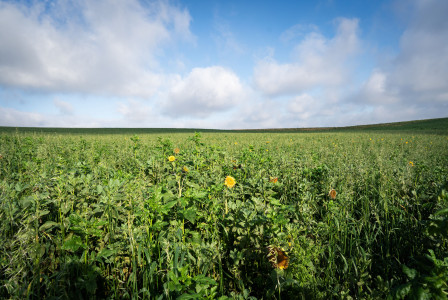 Field