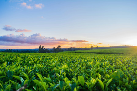 A photo presents a green agricultural field at sunset.