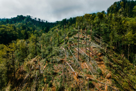 Colour photograph of green trees and felled trees under a cloudy sky during the day.