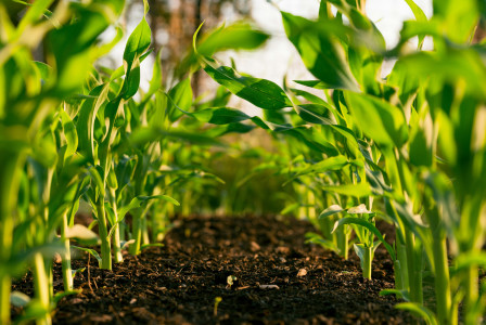 The picture presents green seedlings in rich soil.