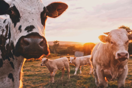 A photo presents cows in a field at sunset.