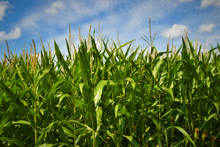 A picture presents a green cornfield under a blue sky.