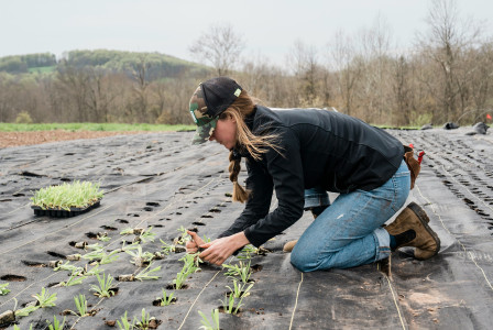 A picture presents a person planting young crops in a field.