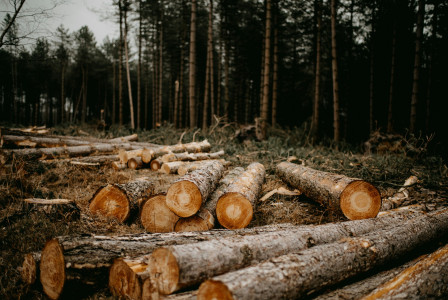 The photo presents cut logs in a forest.