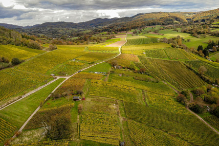The photo presents vineyards across a hilly landscape.