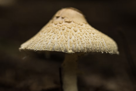 Close-up of a pale mushroom showing its textured surface against a blurred natural background. 