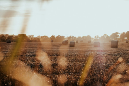 The photo presents round straw bales scattered across a harvested field in warm sunlight, with trees lining the horizon.