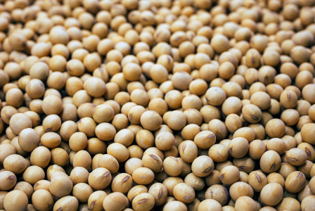 The photo presents a close-up of dried soybeans.