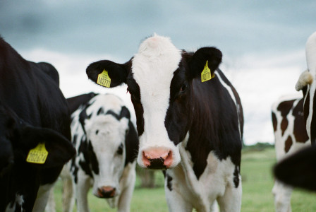The photograph shows black-and-white cows.
