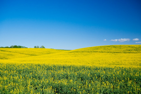 The photo presents a yellow rapeseed field under a clear blue sky.